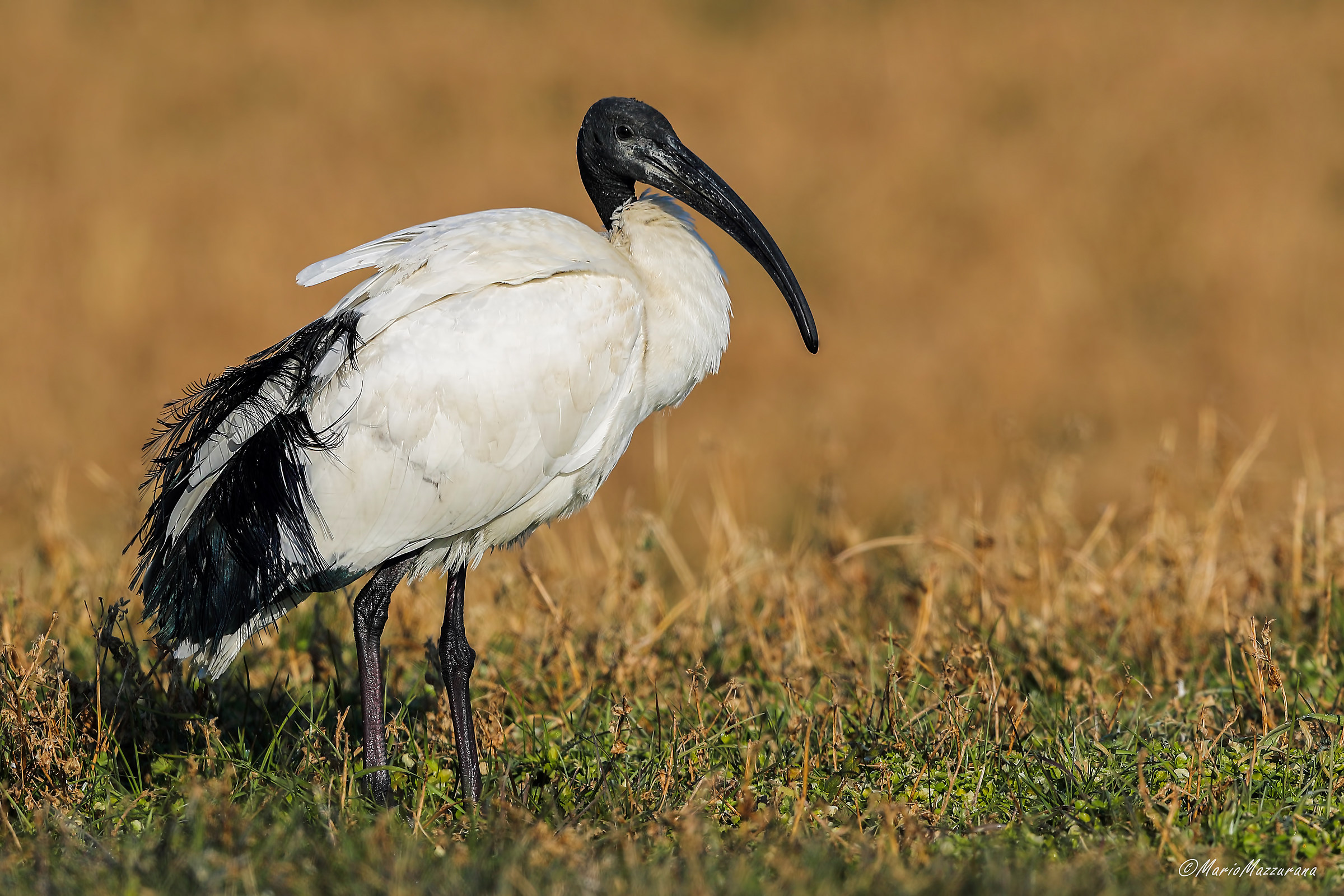 Sacred Ibis