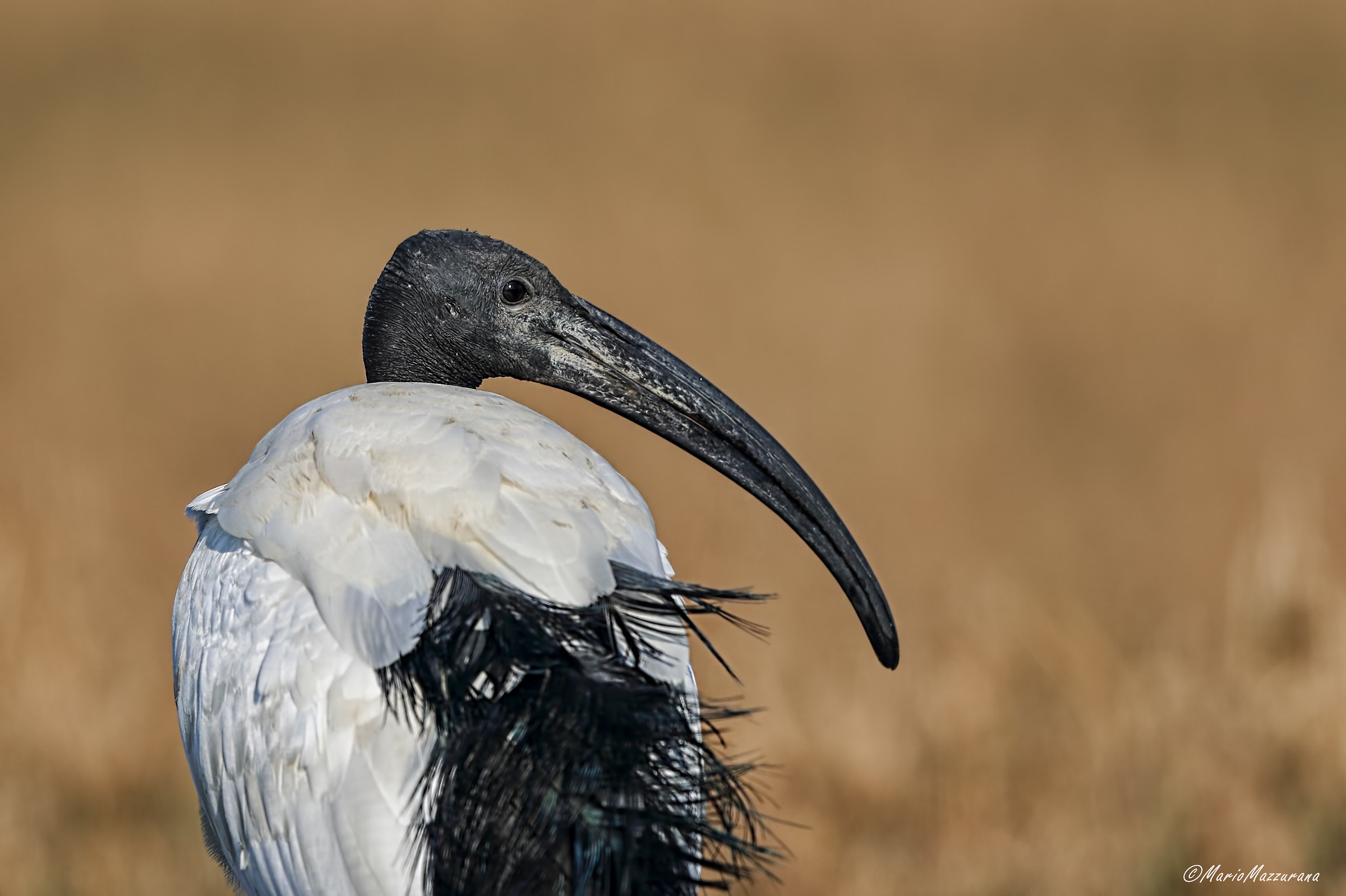 Sacred Ibis