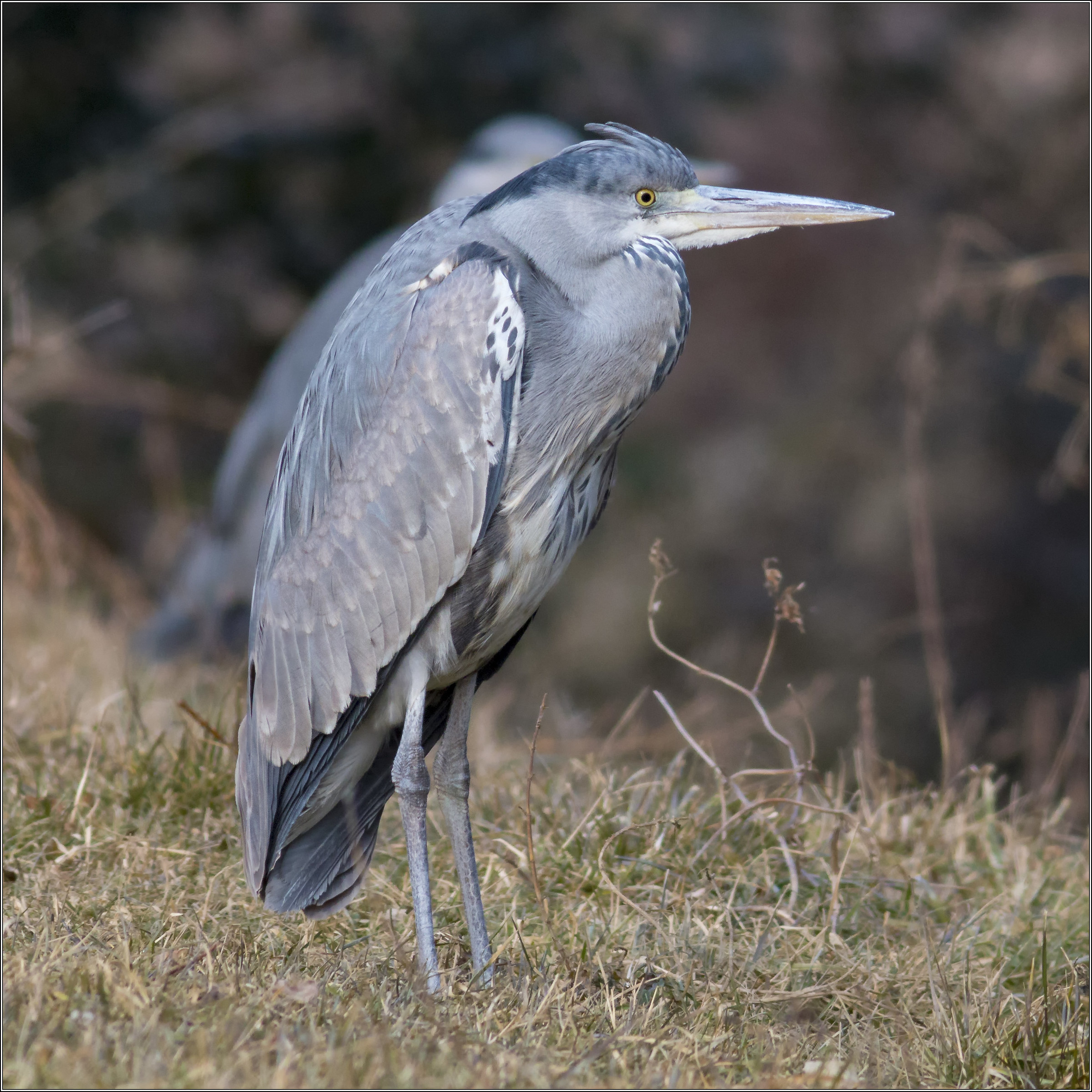 airone cinerino