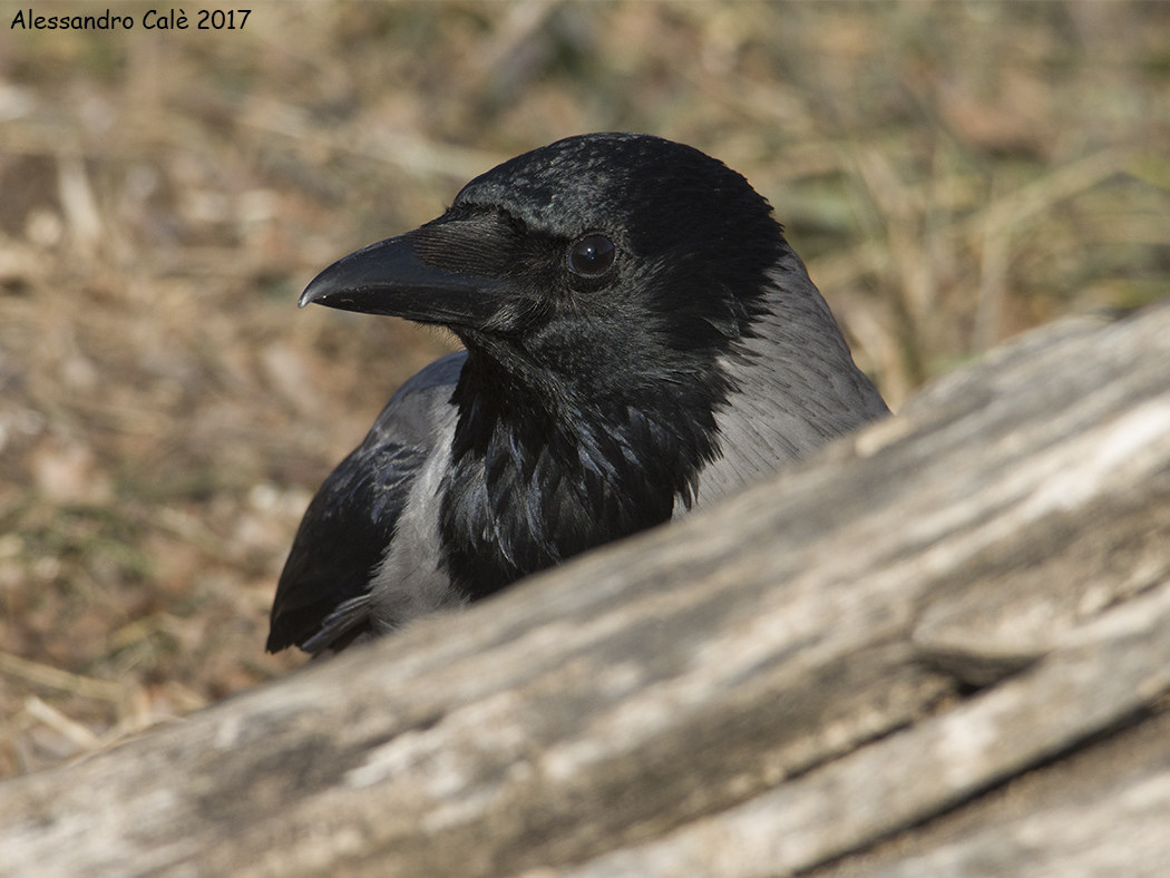 Corvus crowns (Crow) 6787