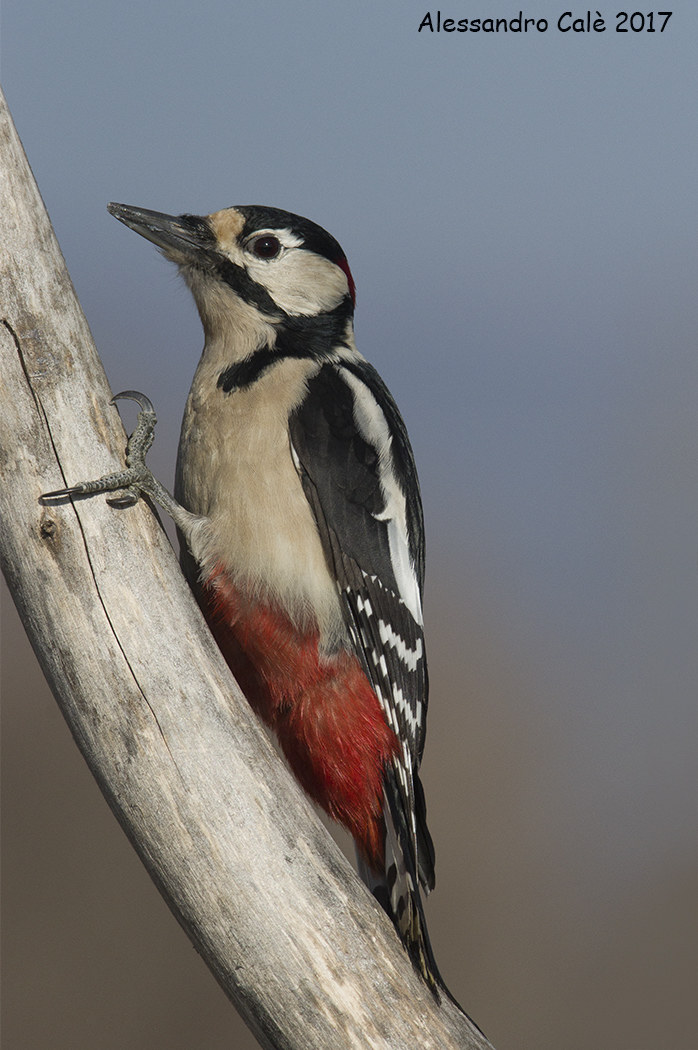 Dendrocopos major (Great Spotted Woodpecker) 6667