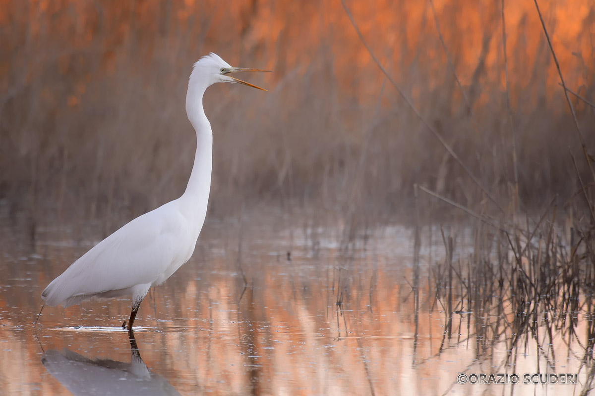 Great egret