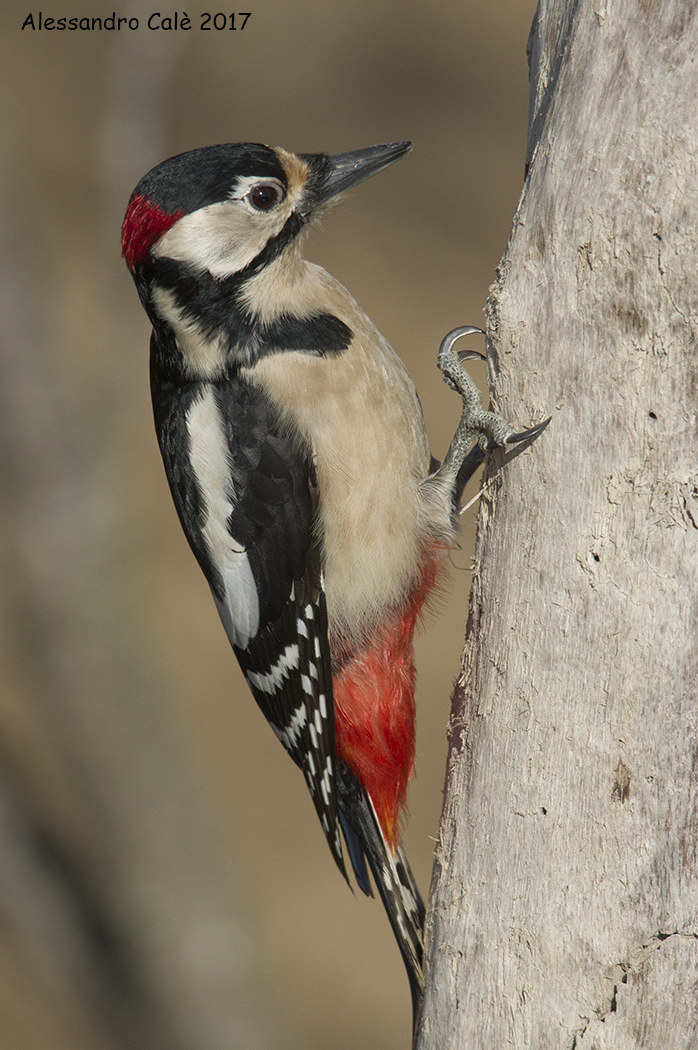 Dendrocopos major (Great Spotted Woodpecker) 6729