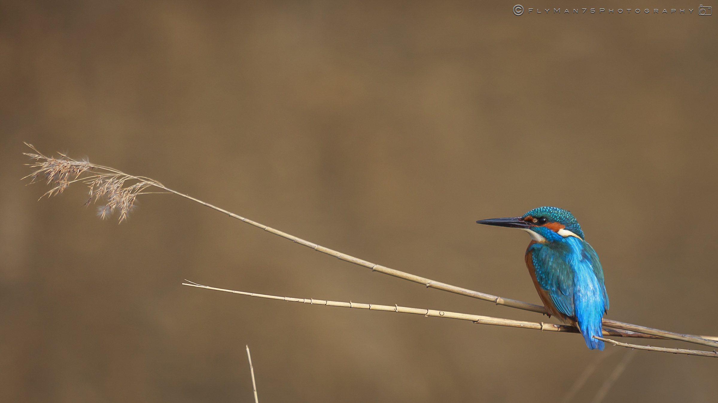 Kingfisher - Paratico (BS) Lake Iseo