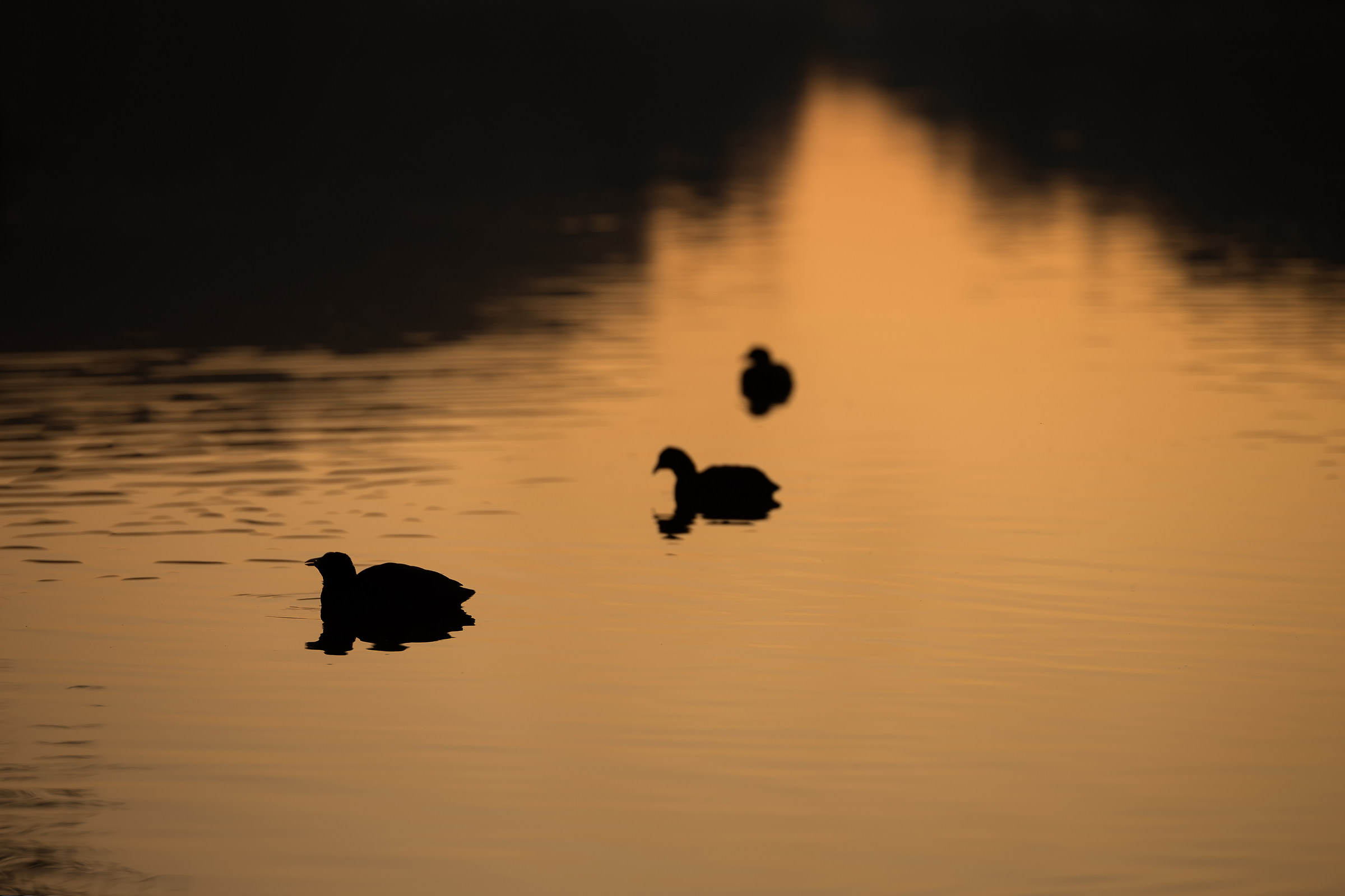 The hour is coming back desire