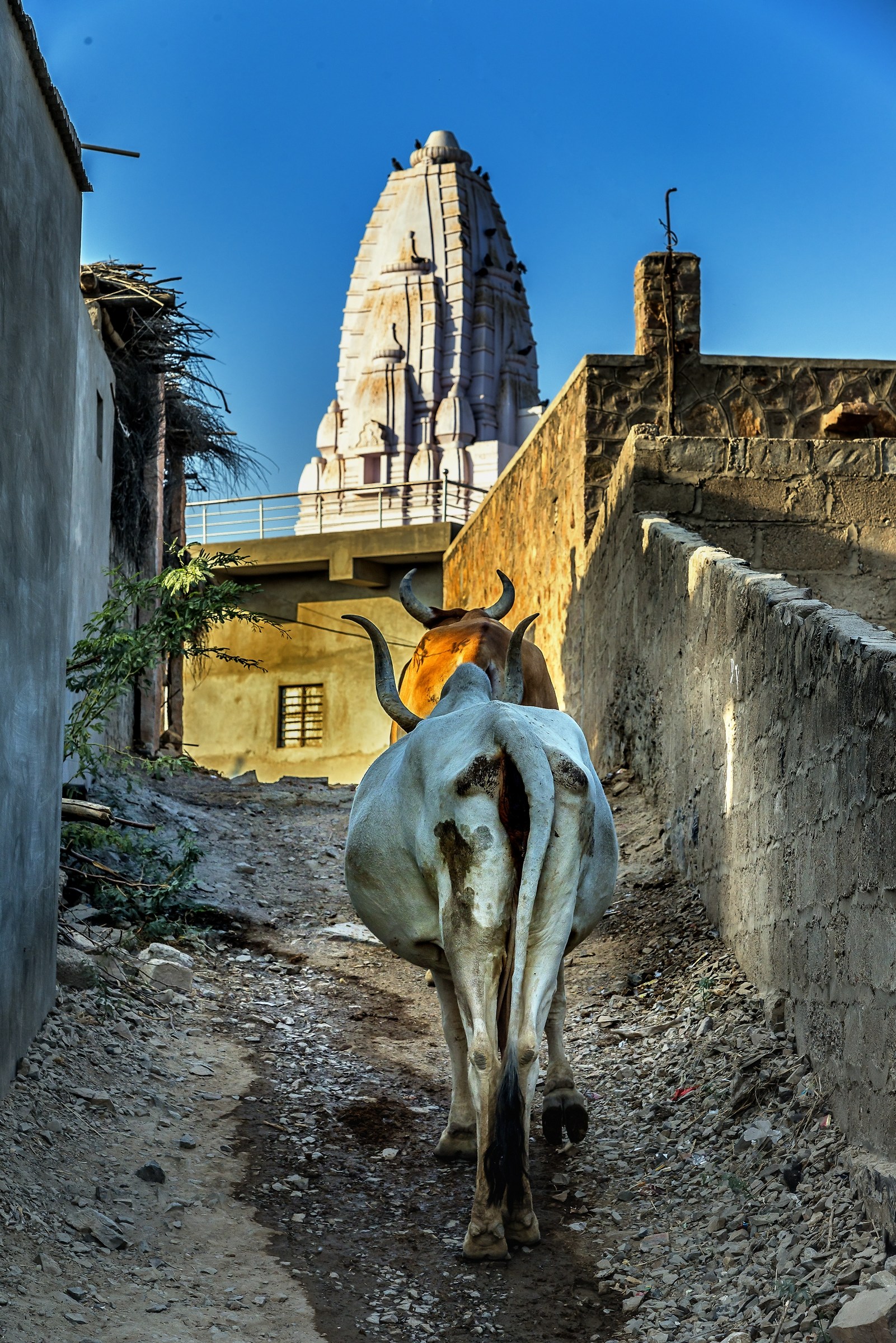 Rajasthan 2017 - Verso il tempio