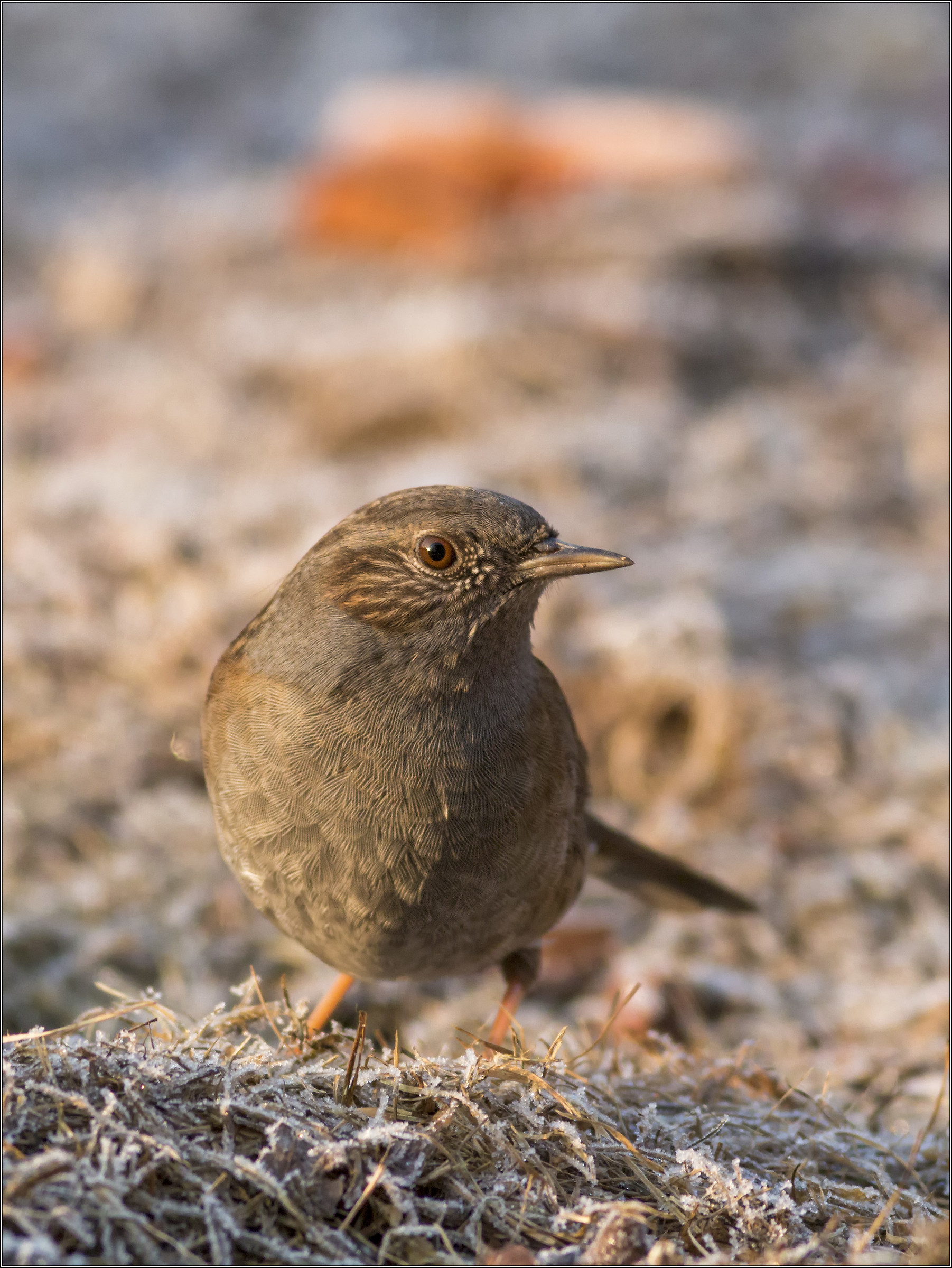 Dunnock in frost