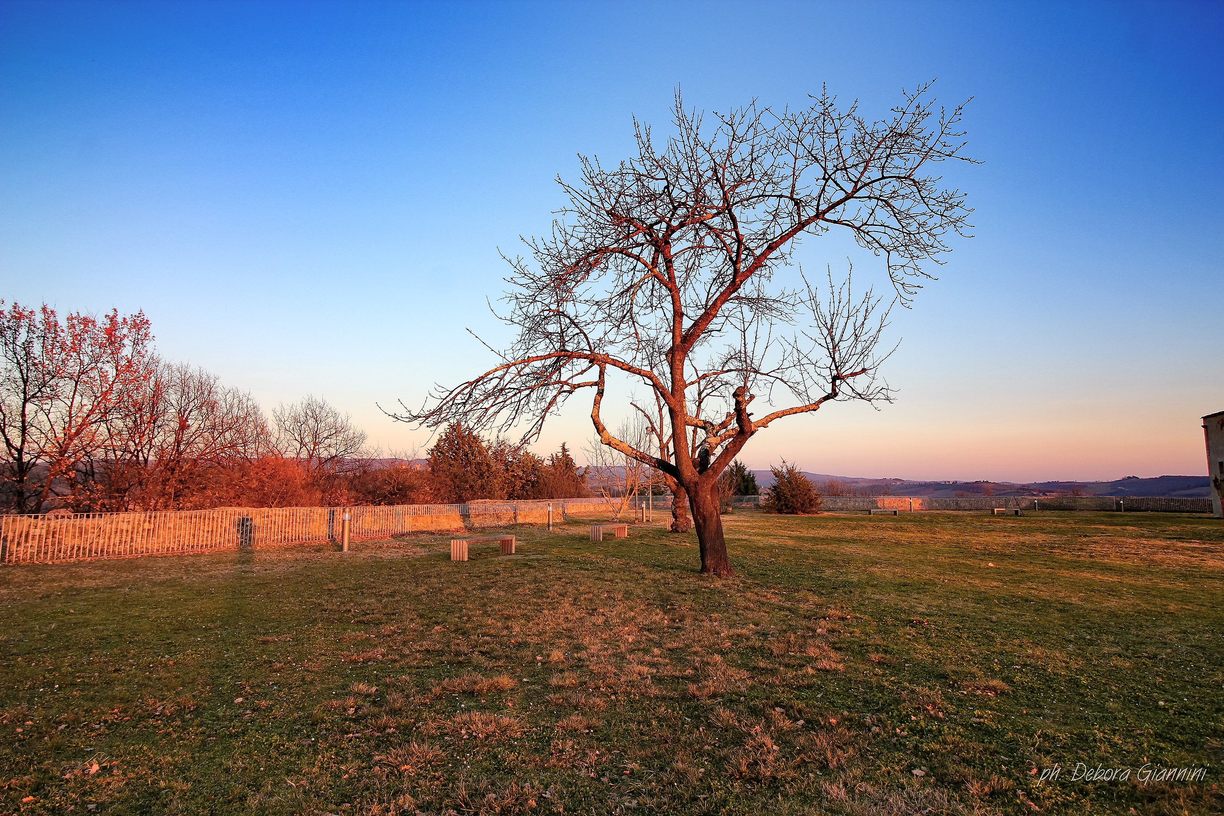 Wonderful Tree, Cassero, Poggibonsi