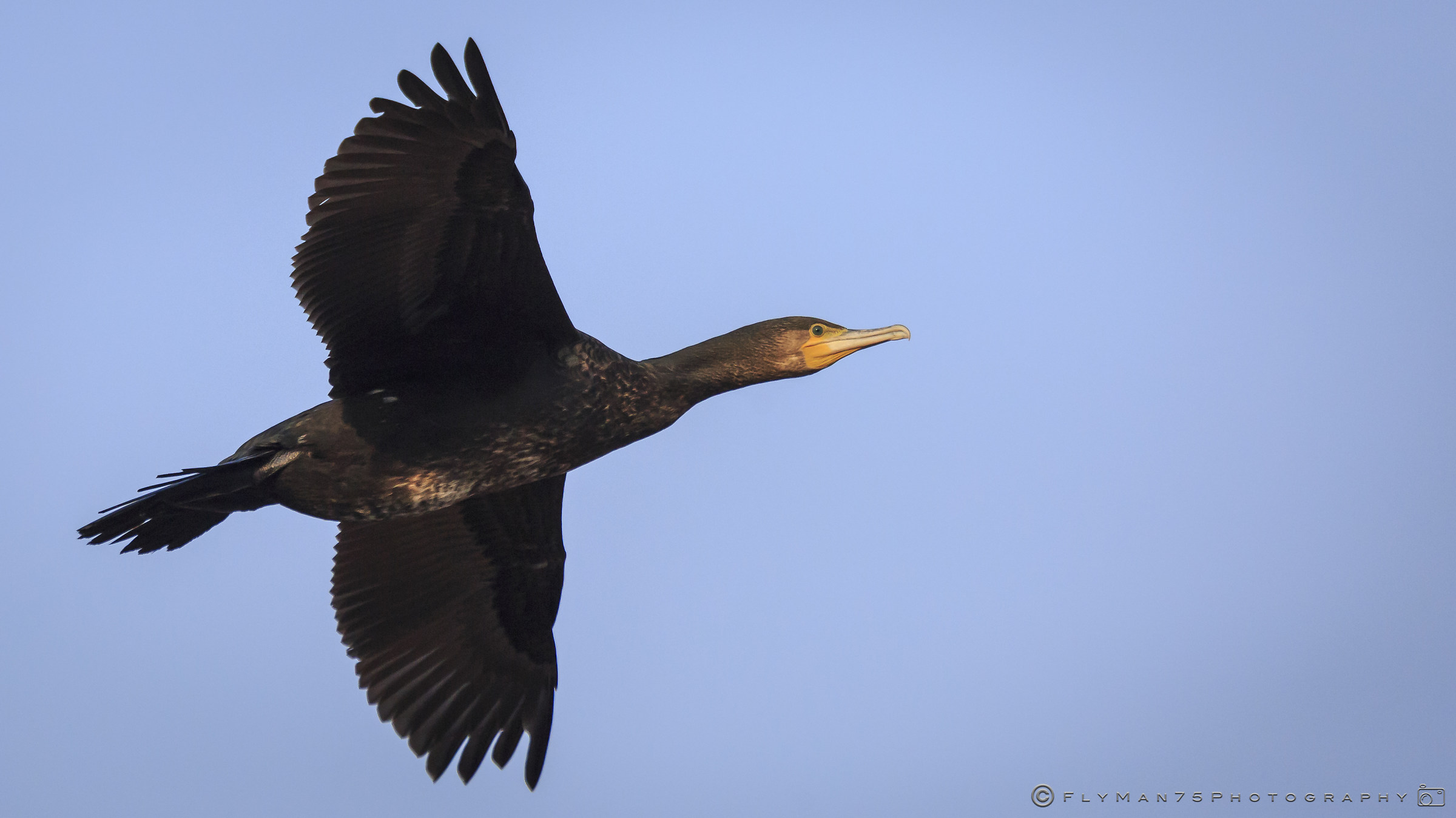 paratico (bs) Lake Iseo - cormorant