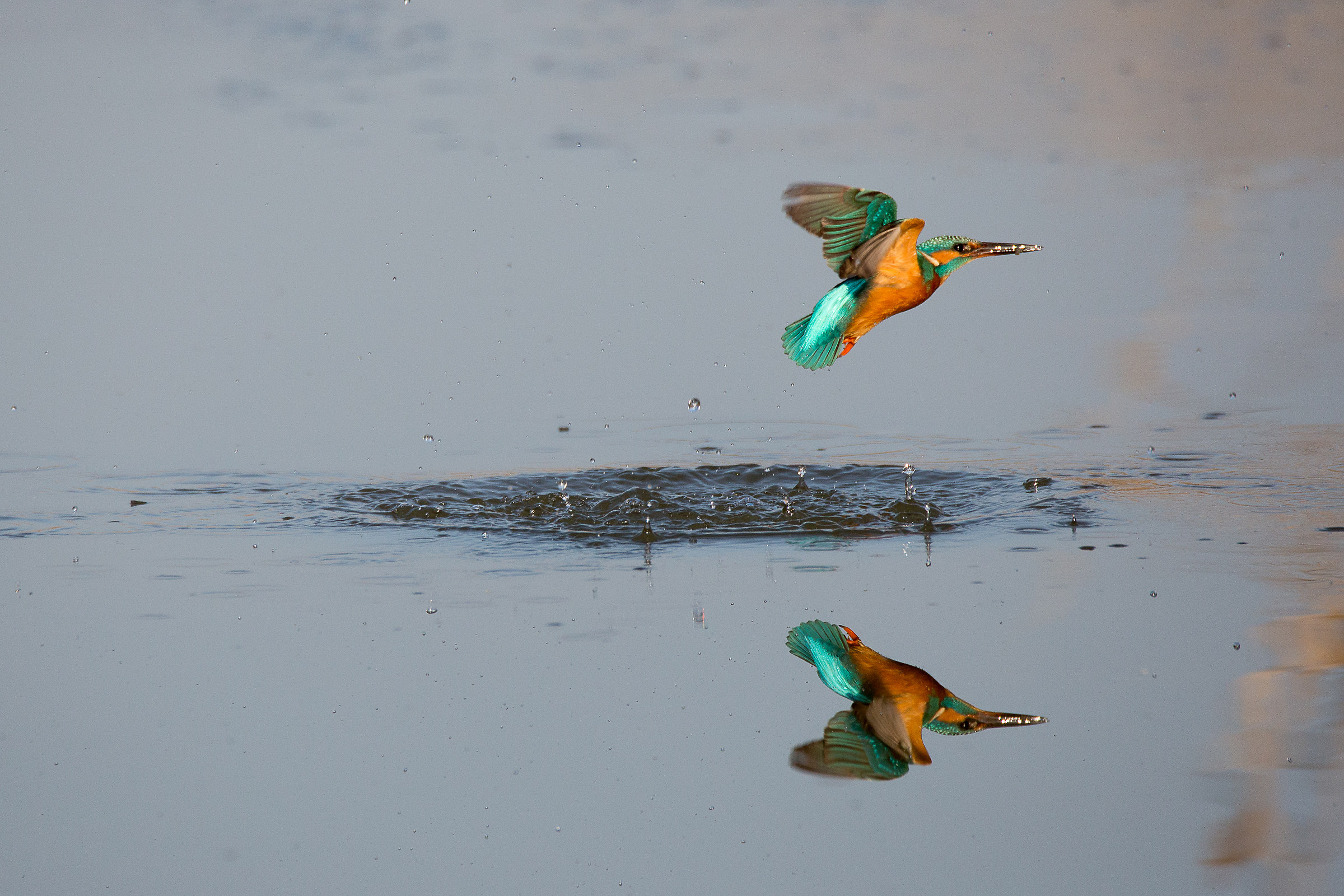 Kingfisher in flight