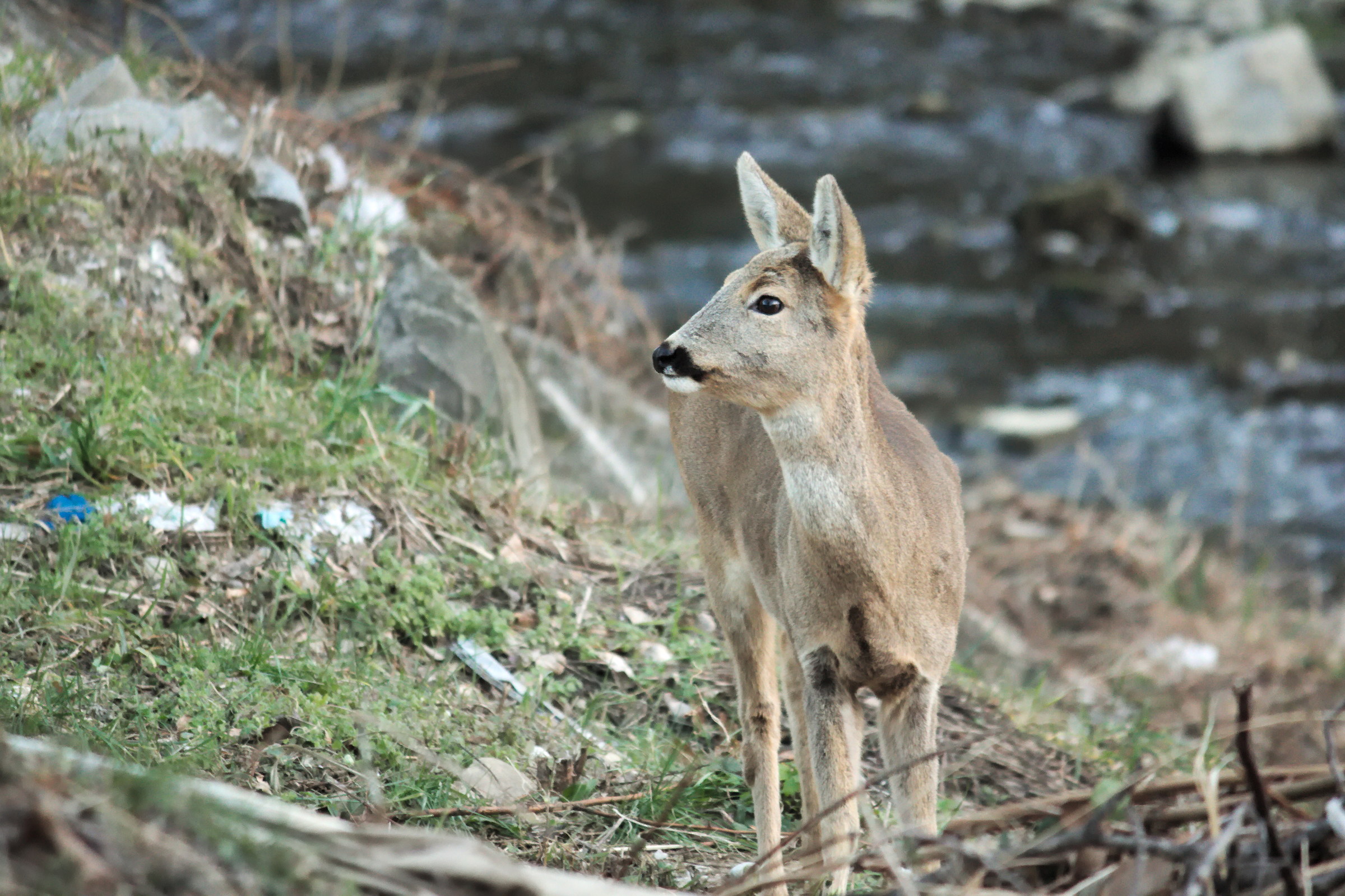 Walking along the torrente2