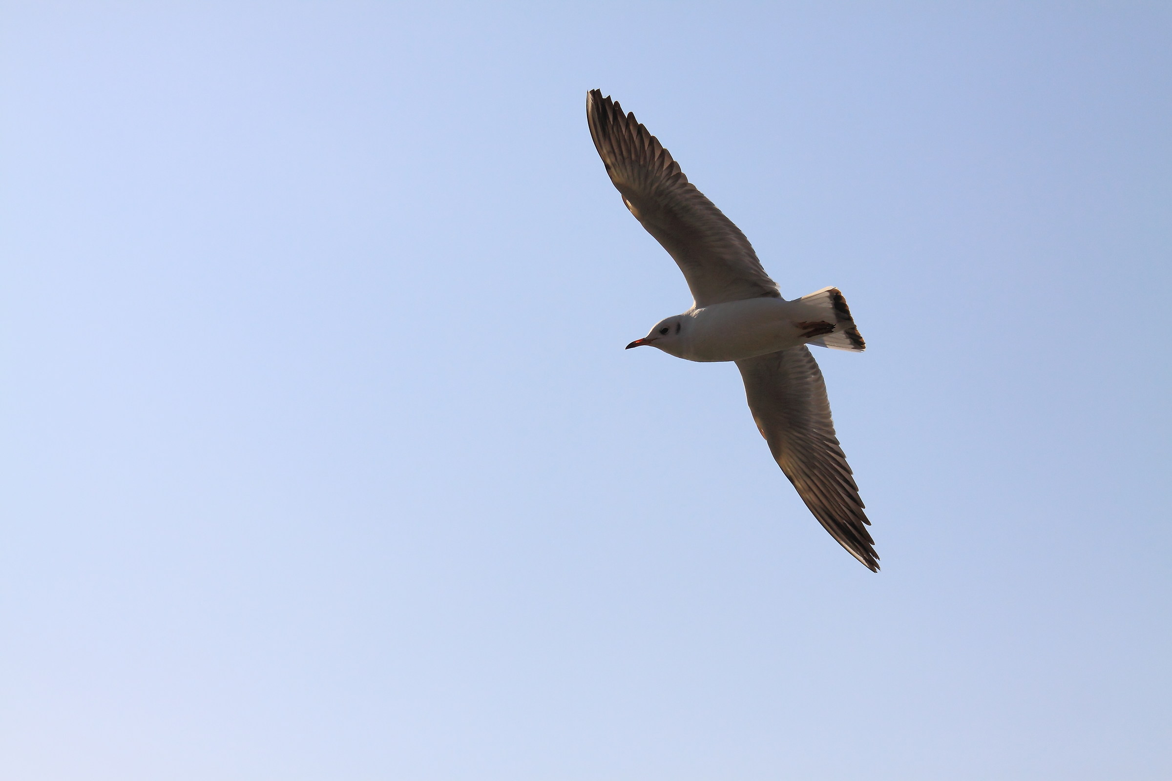 in flight