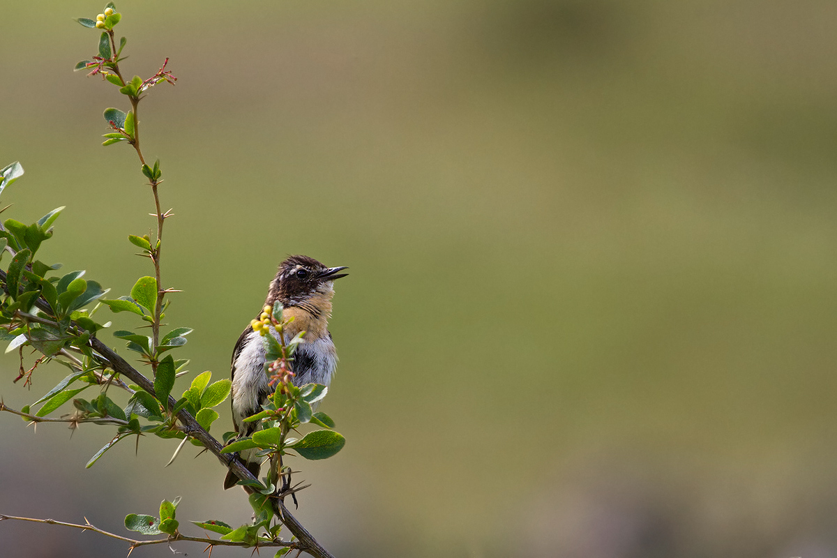 stiaccino juv. su berberis