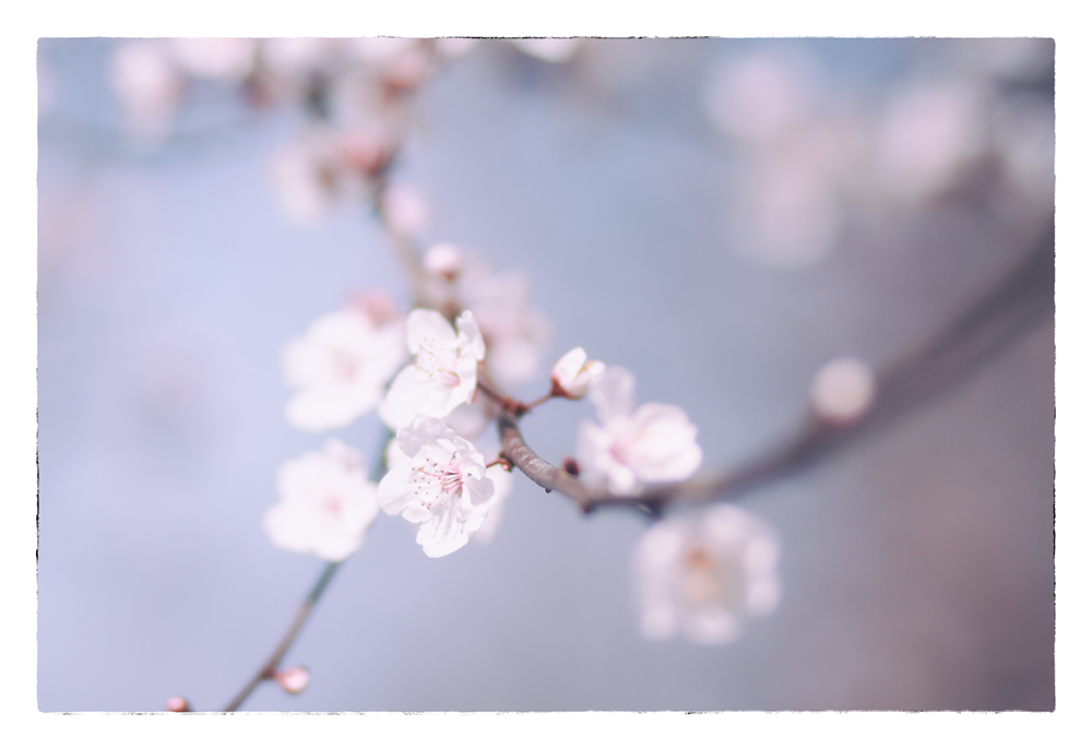 The apple trees just break into flower