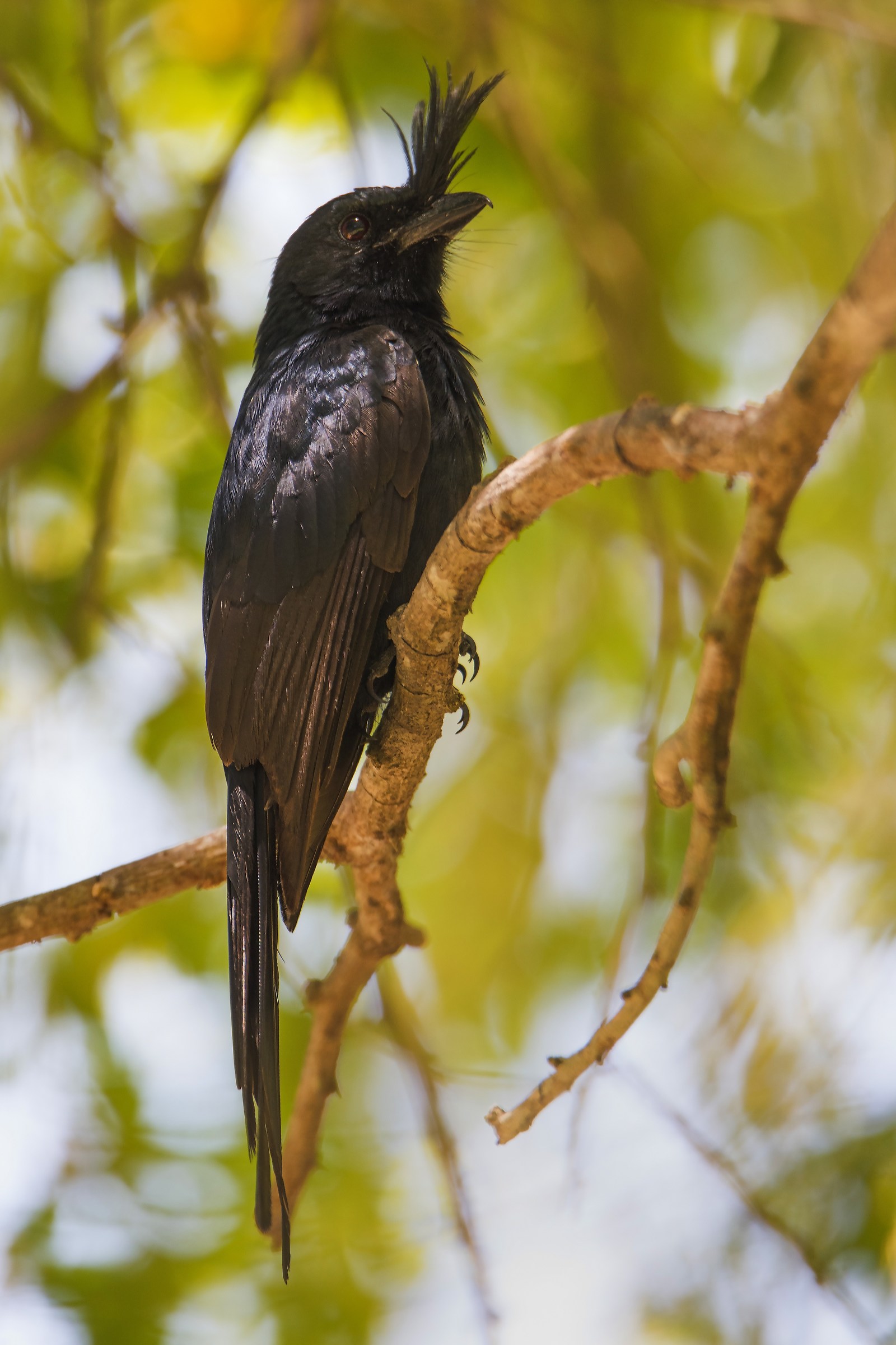 Dongo del MAdagascar