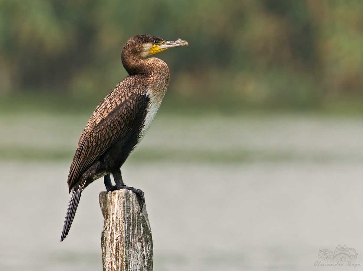 Cormorant