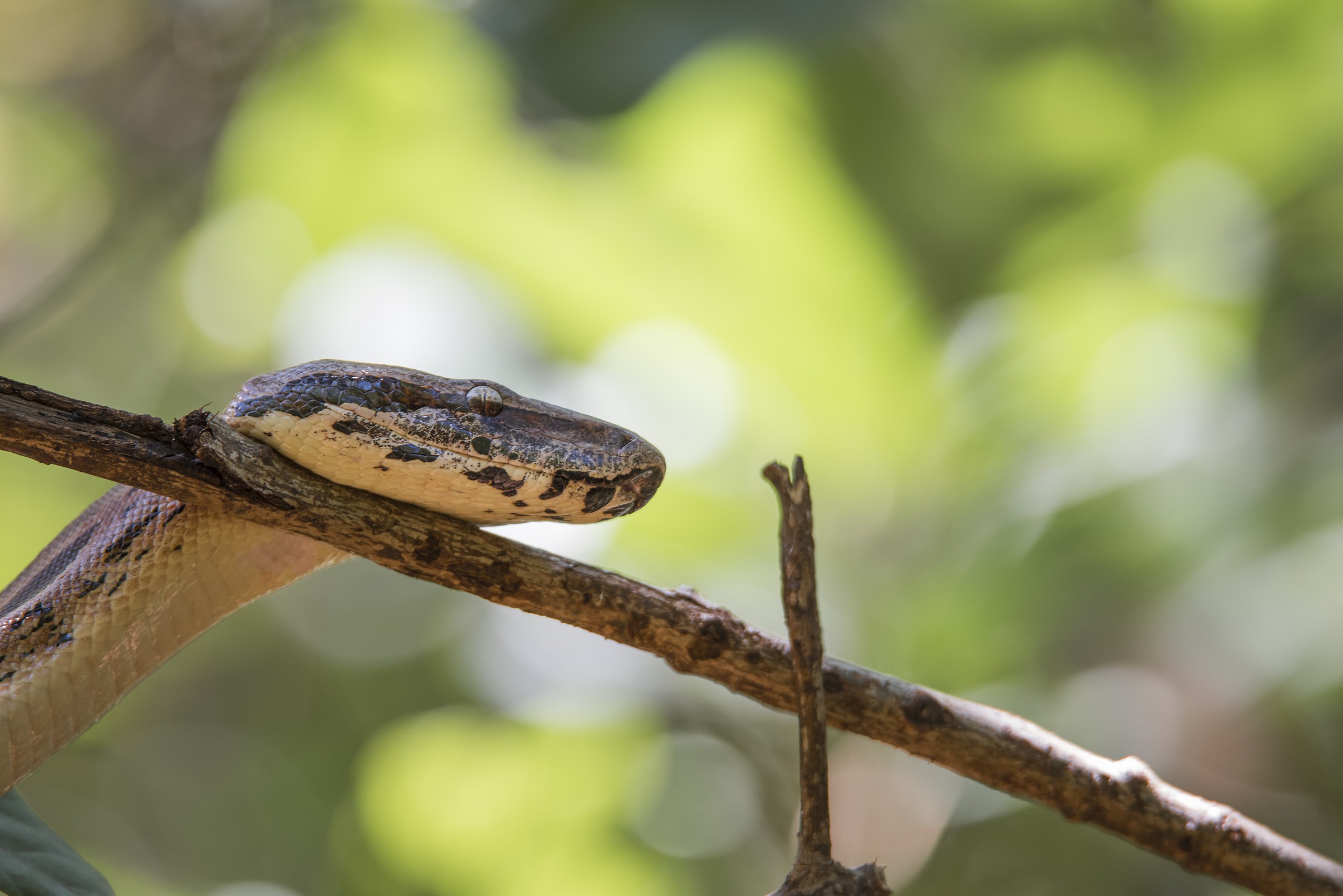 Boa Costrictor