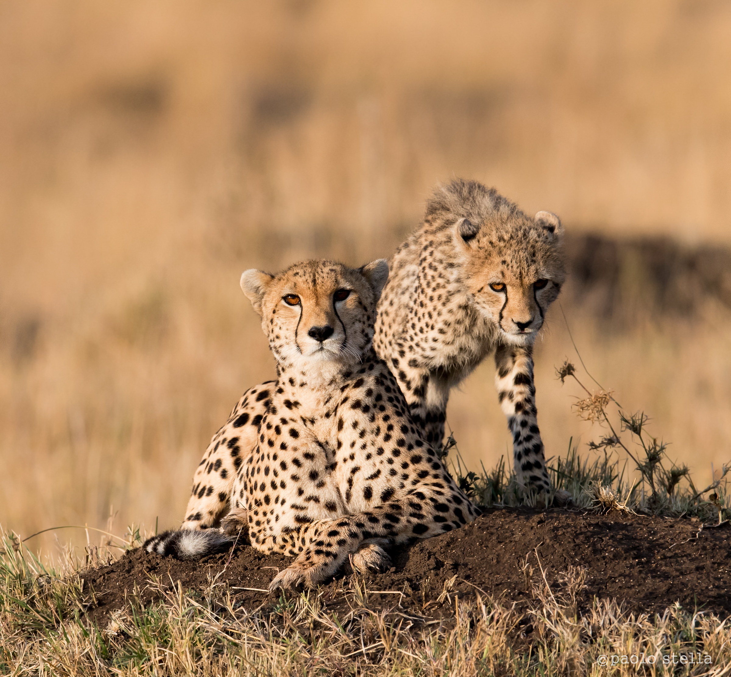 mom & cub cheetah