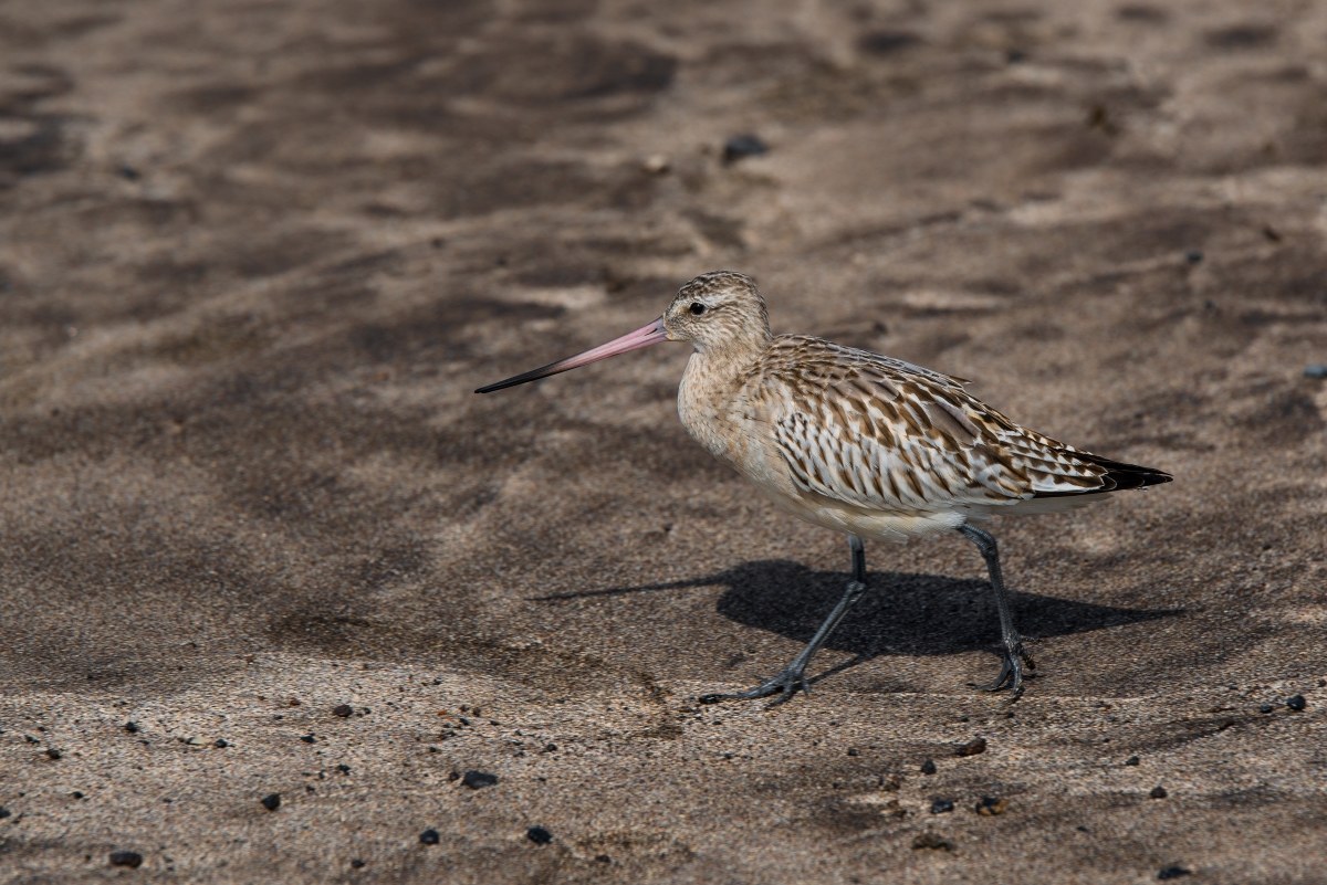 passeggiata........................