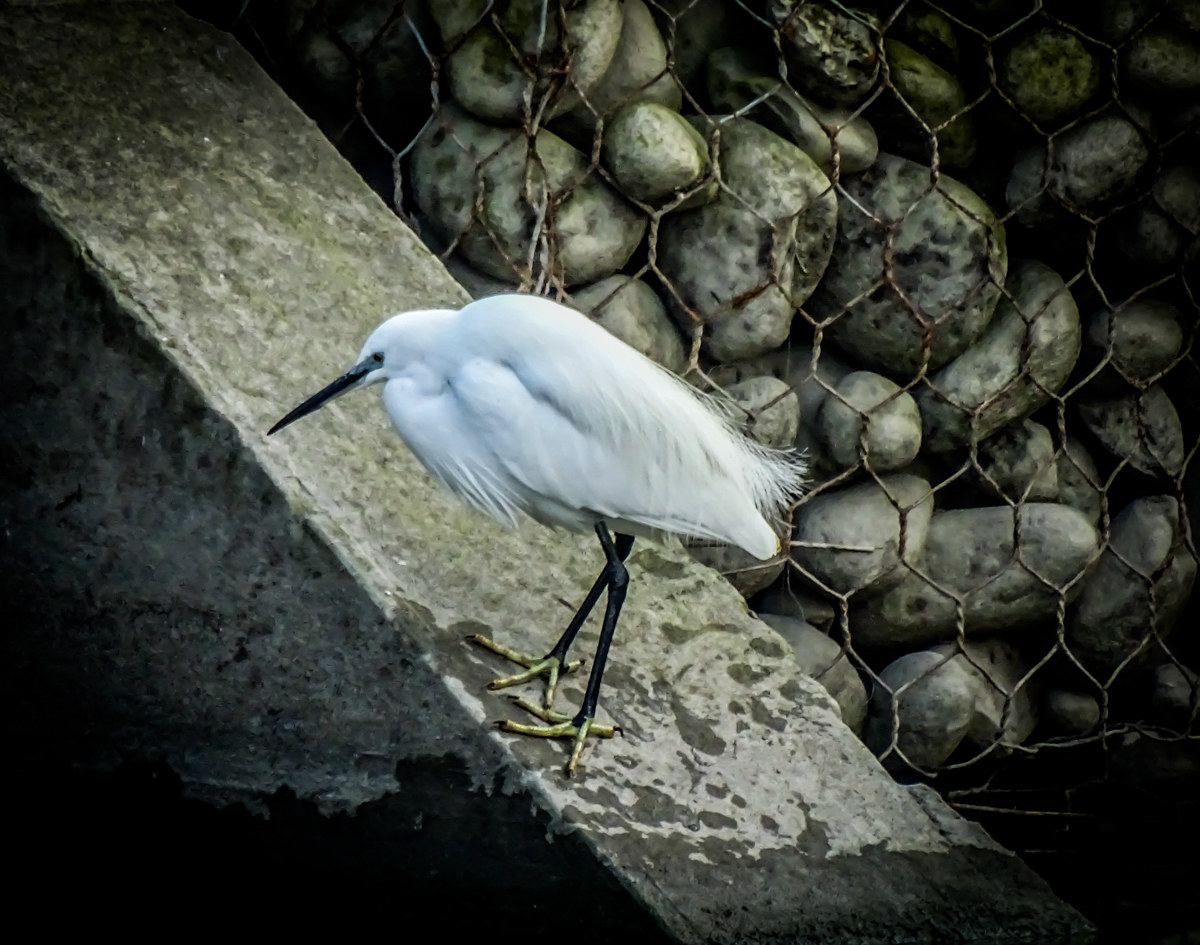 The white heron (Mantova)