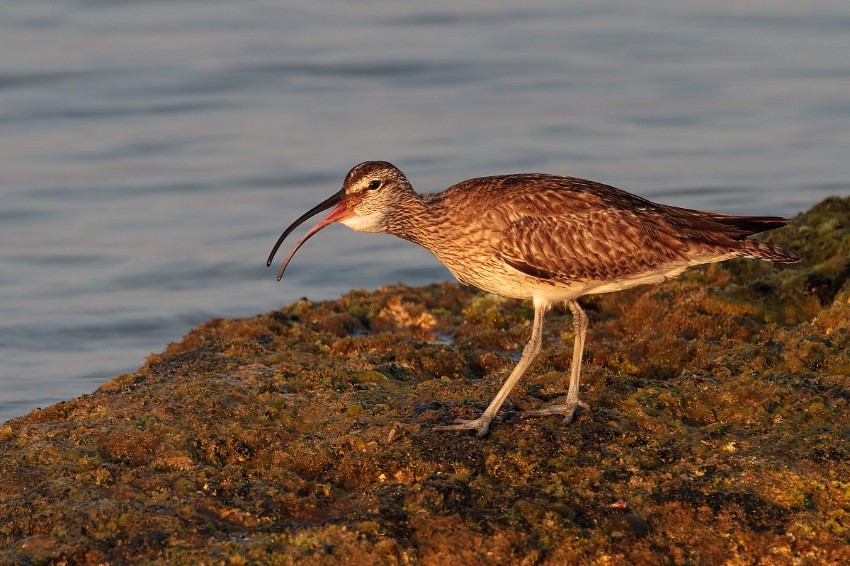 Curlew (Numenius phaeopus)