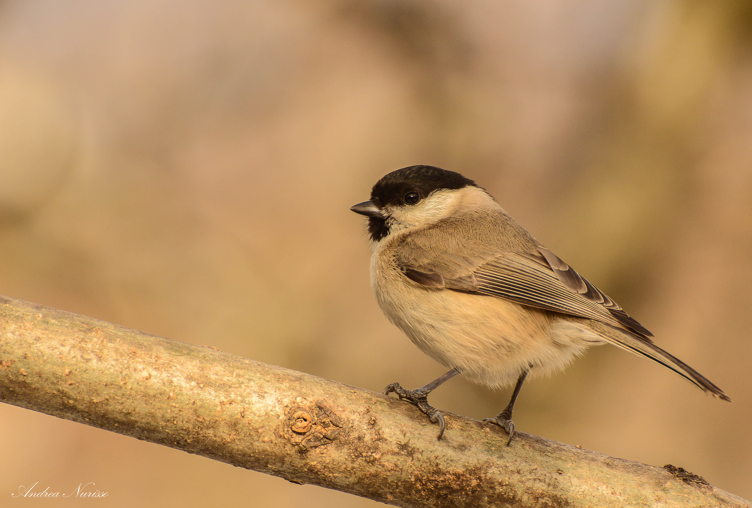 Marsh Tit