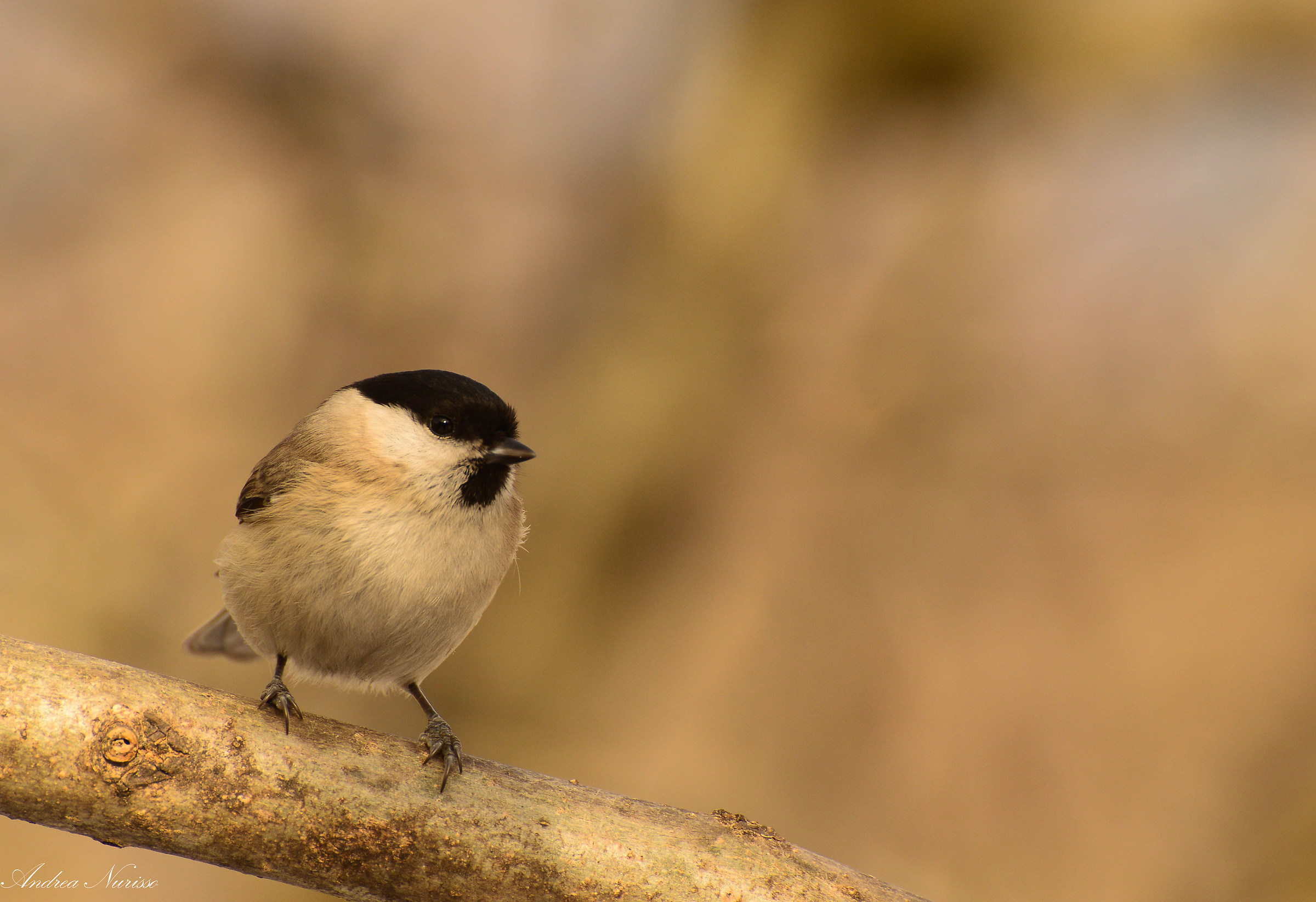Marsh Tit