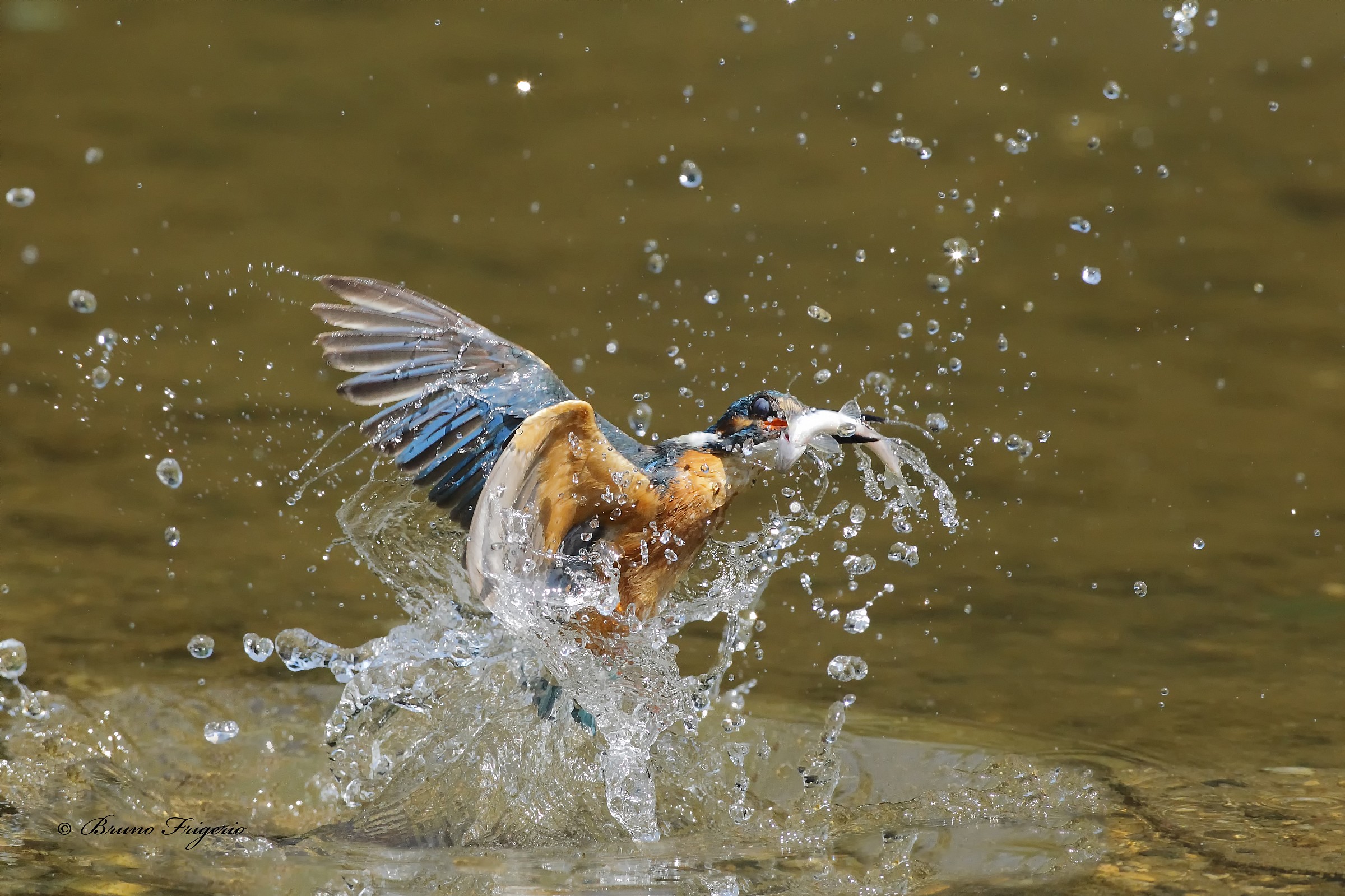 the ability of martino