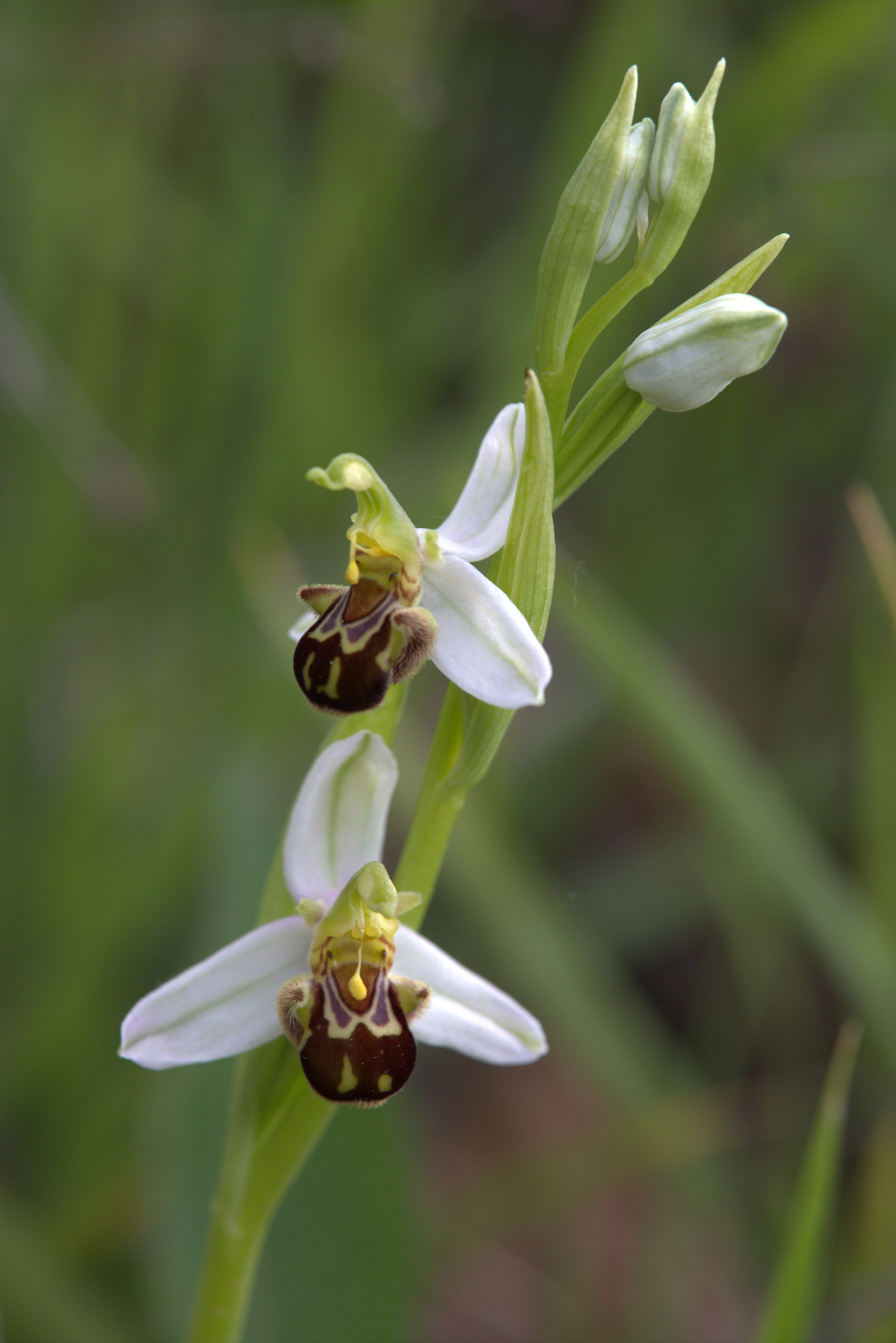 Ophrys apifera