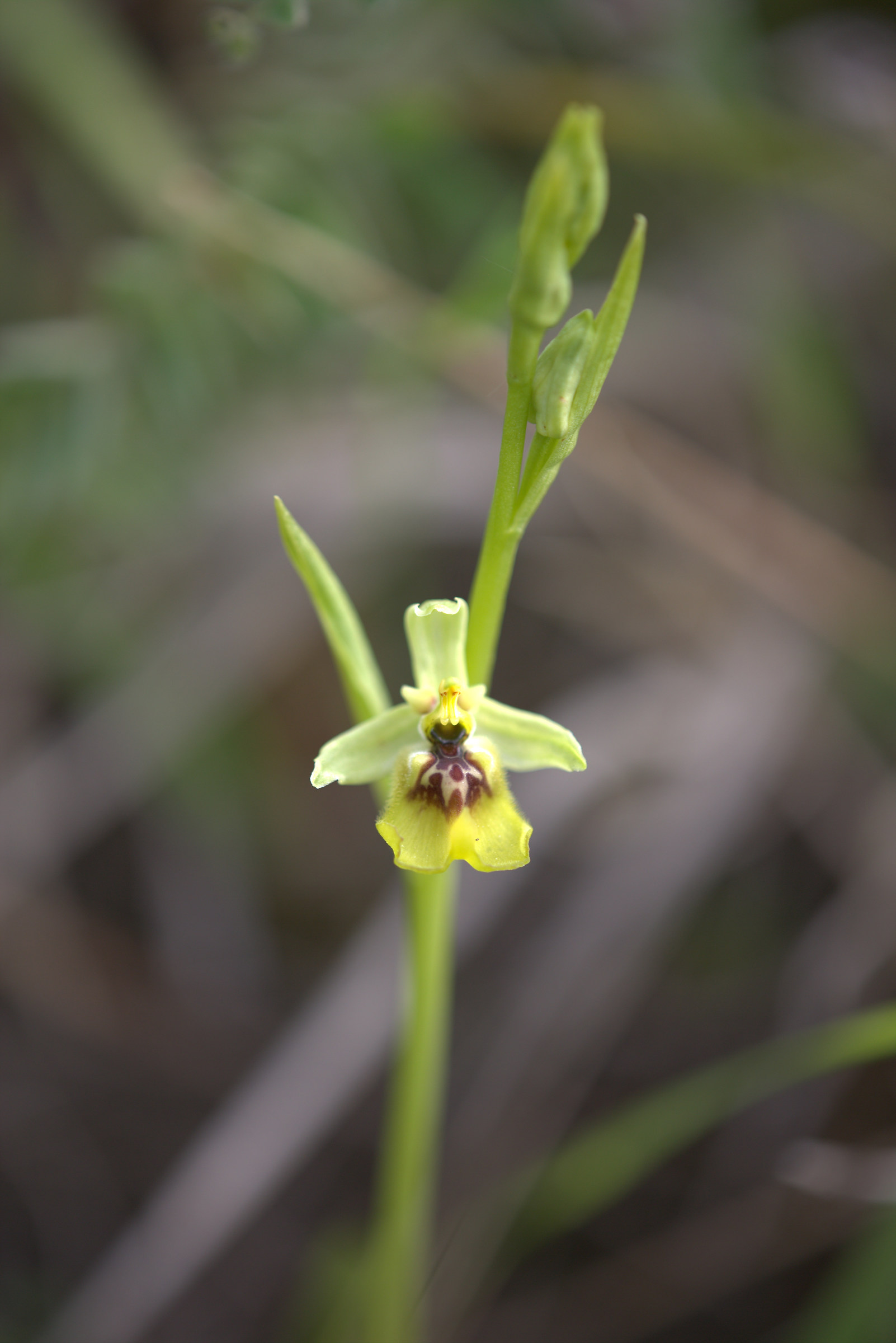 Ophrys lacaitae