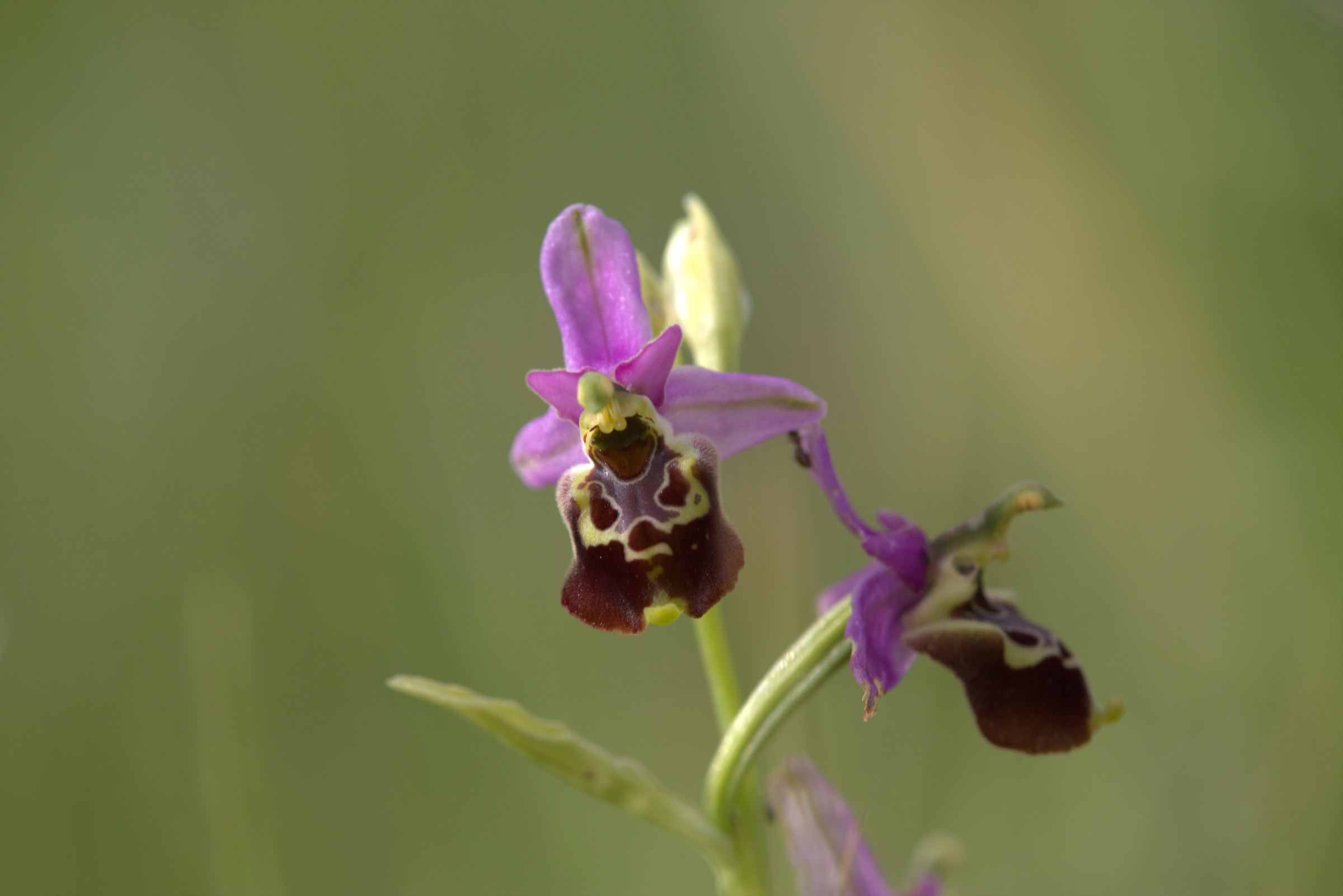Ophrys pinguis