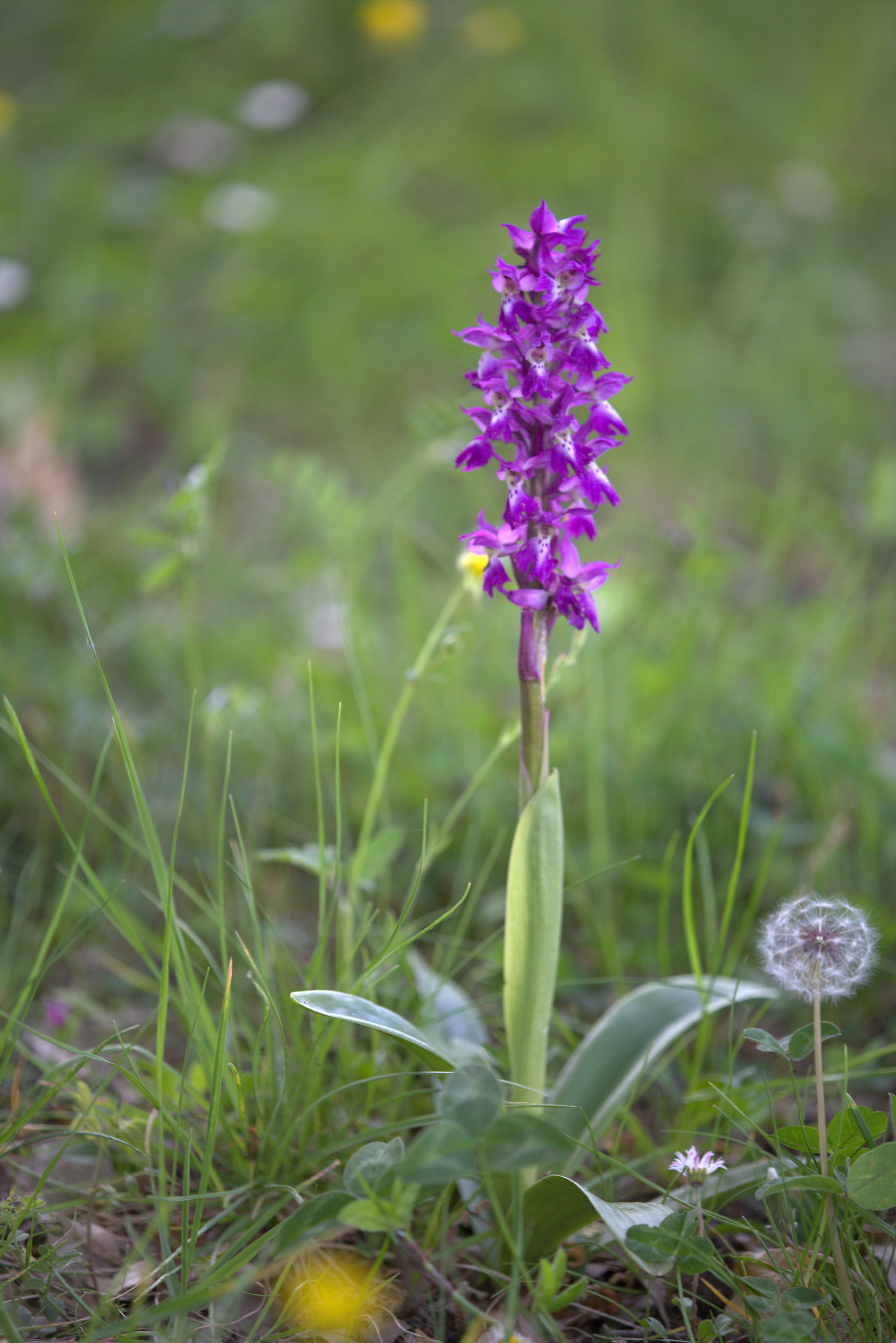 Orchis mascula subsp. speciosa