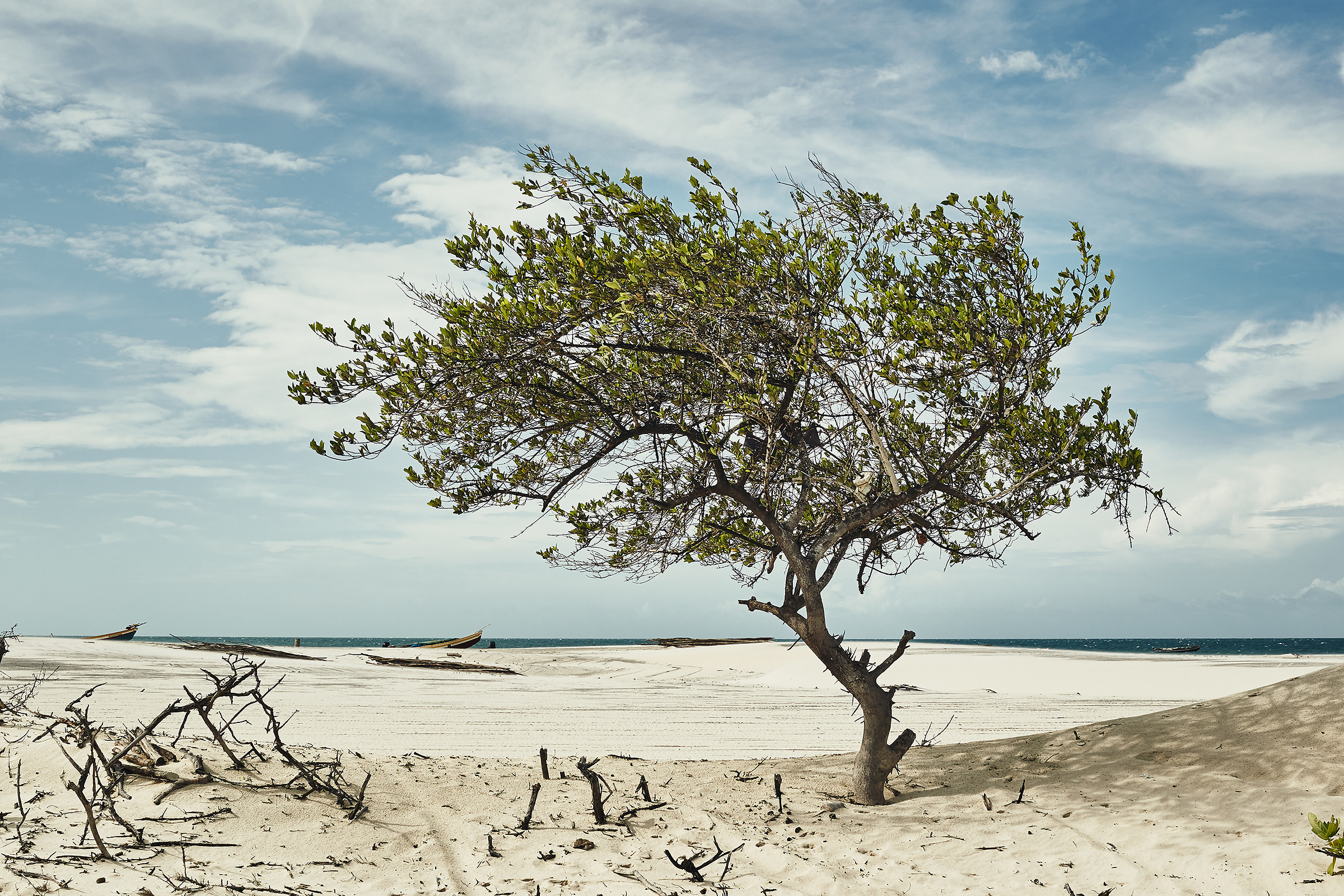 Arvore na praia