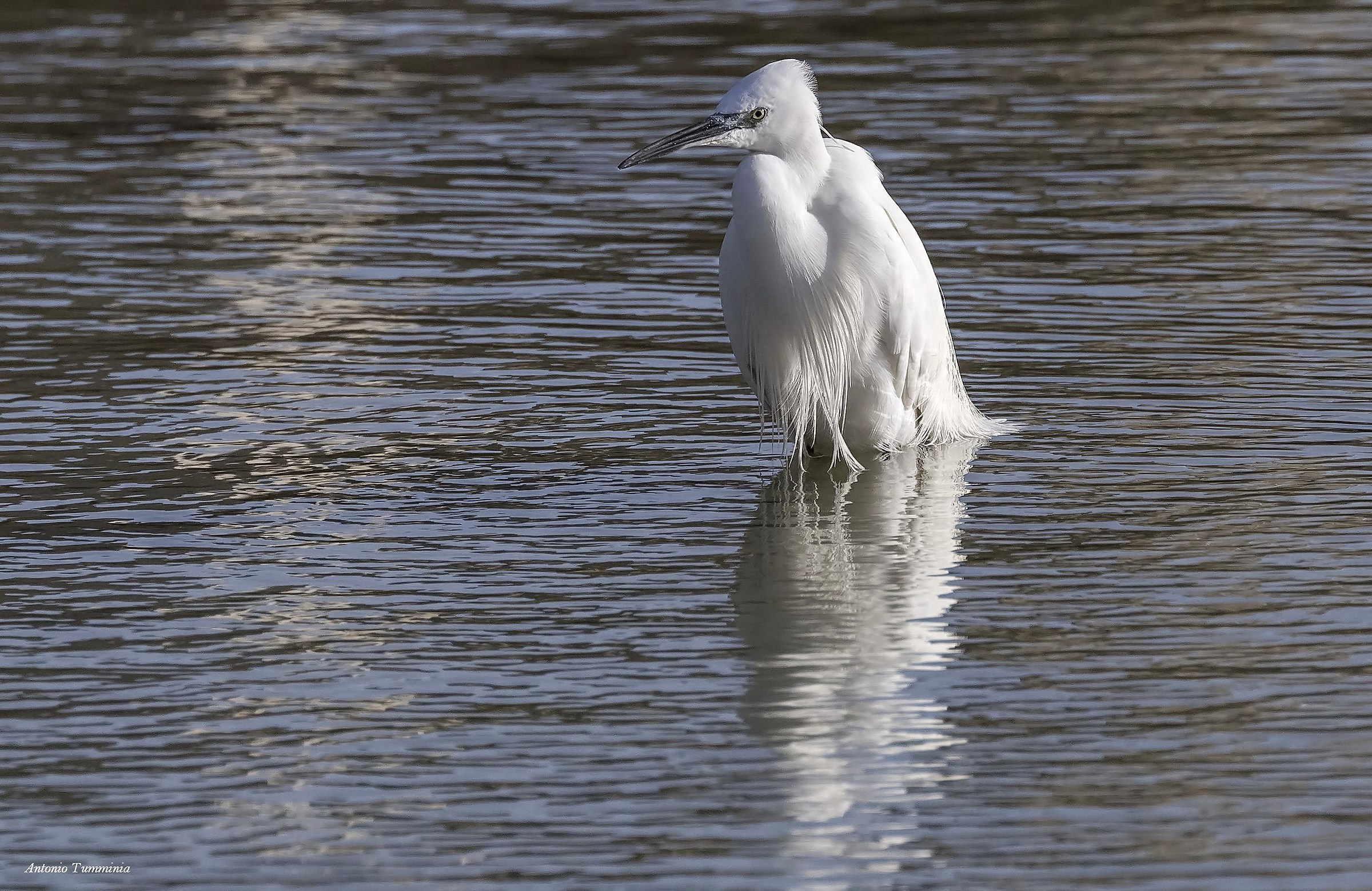 egret