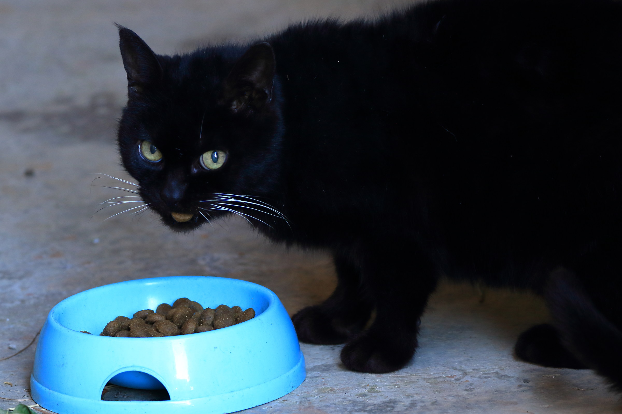 My name is ... Nerina!