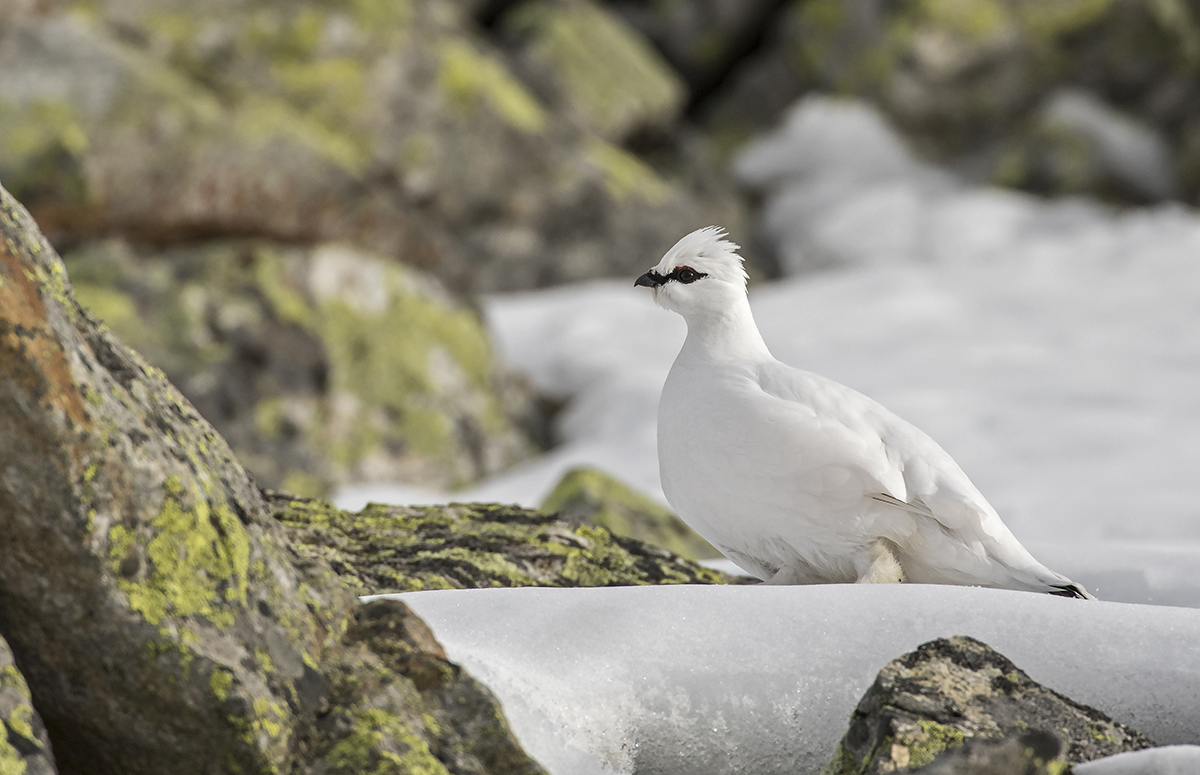 ptarmigan