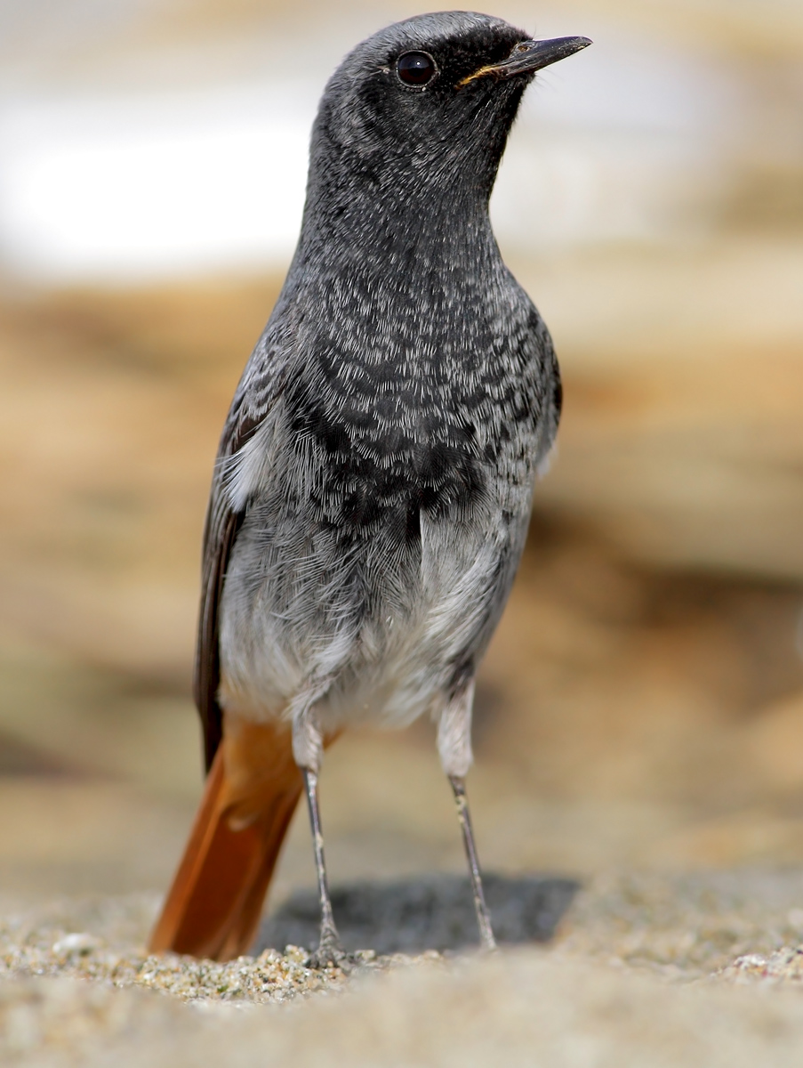 black redstart