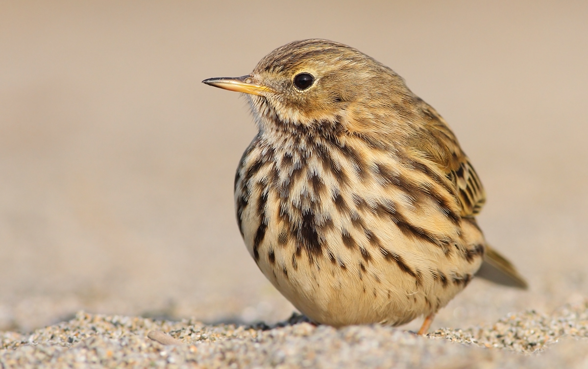 Pipit
