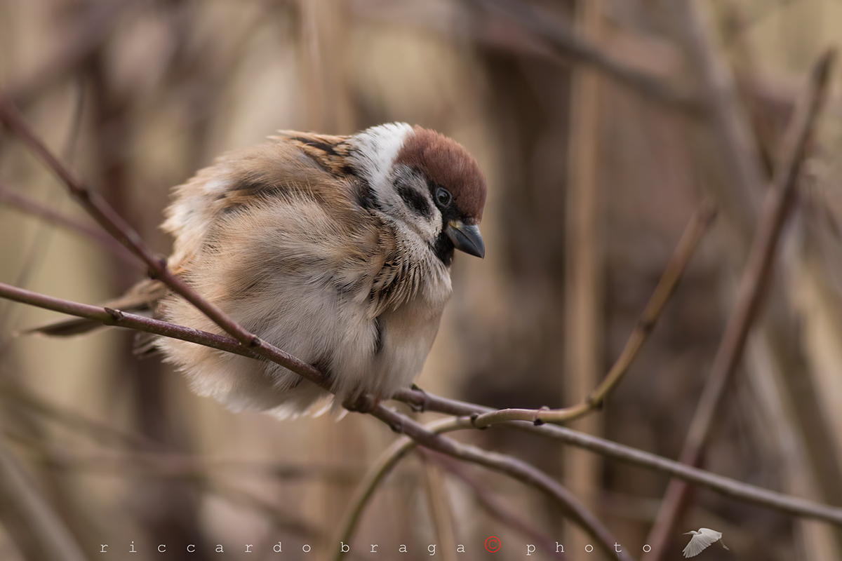 Tree sparrow