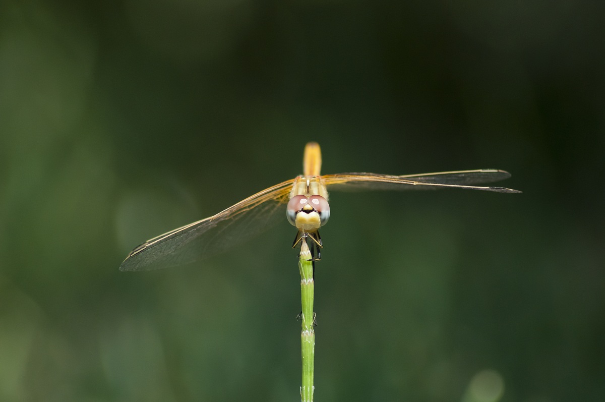 ready to take off vertically