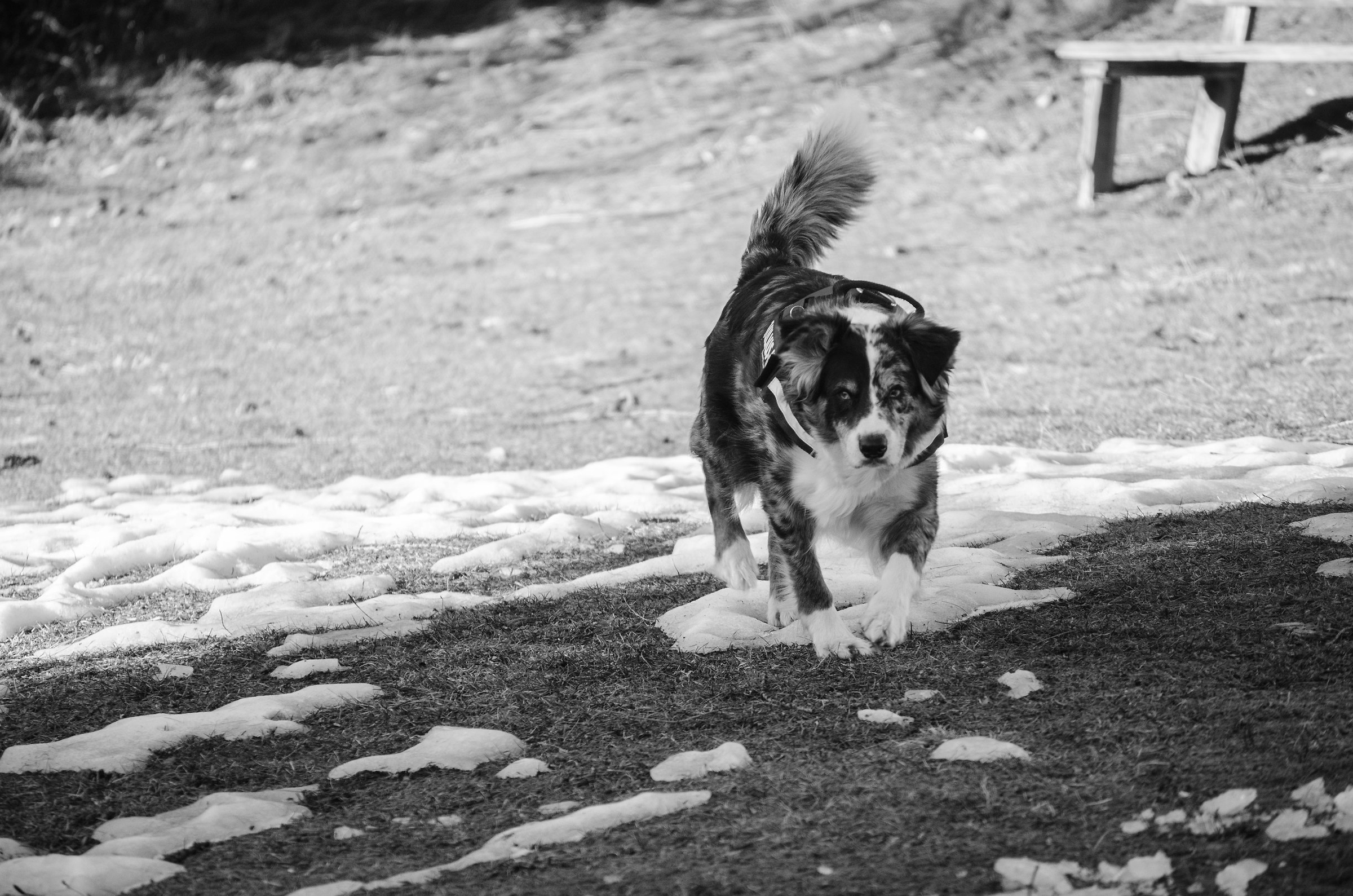 In montagna con Stellina