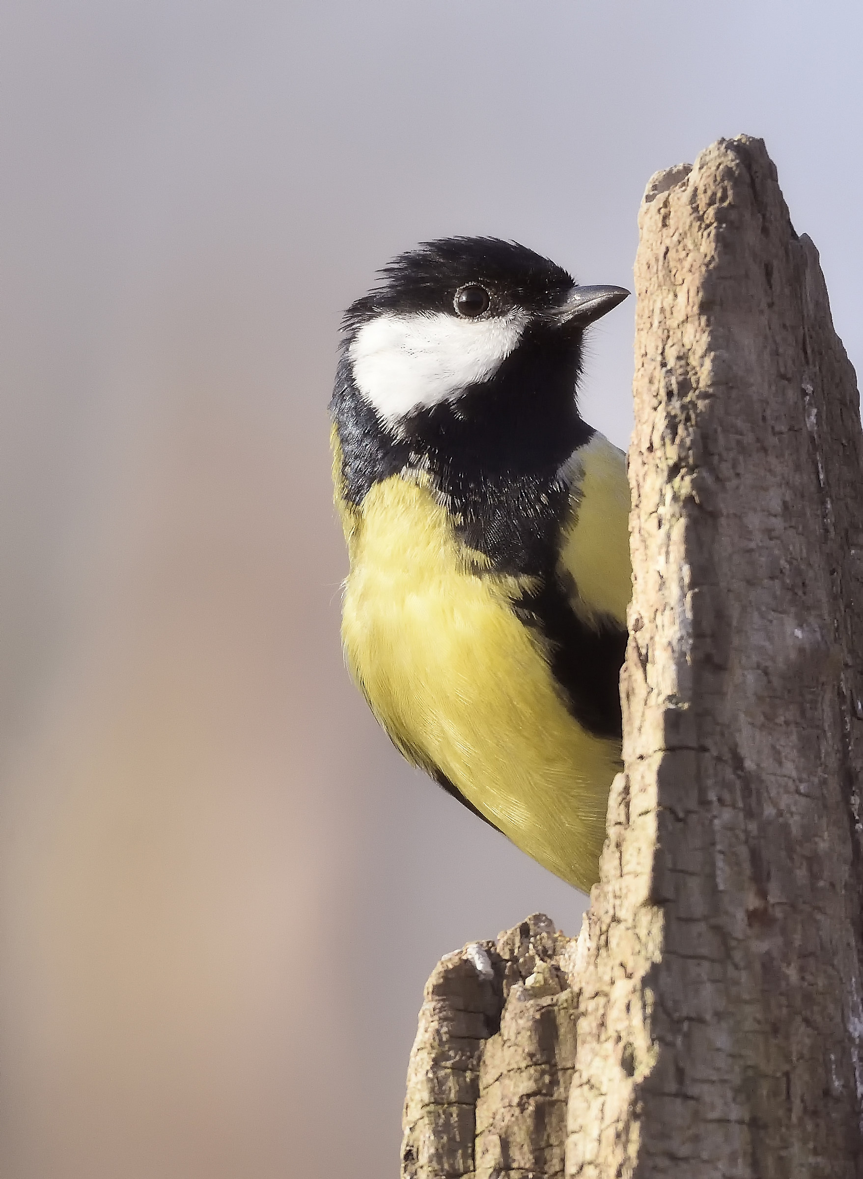 Great Tit