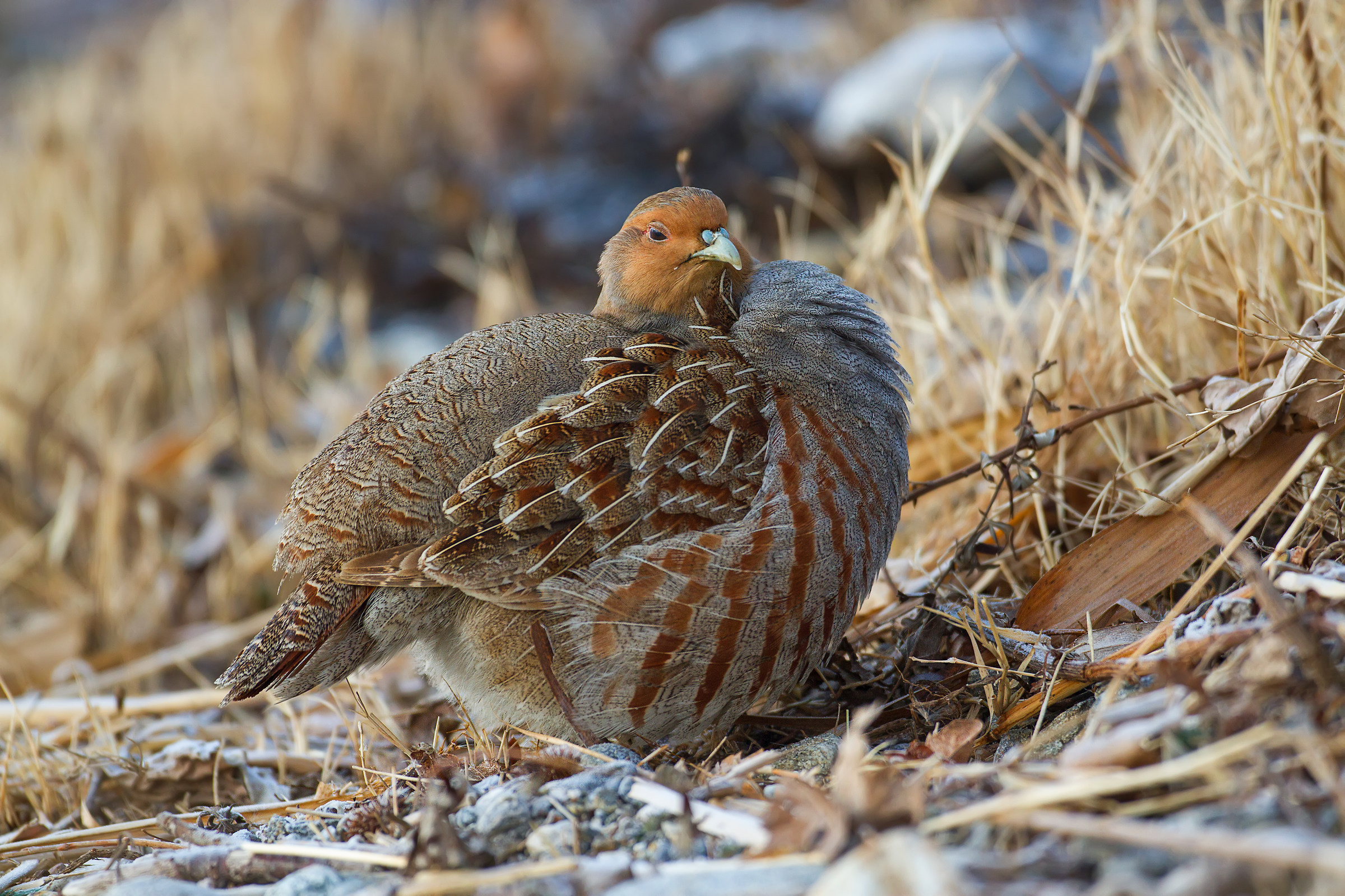partridge