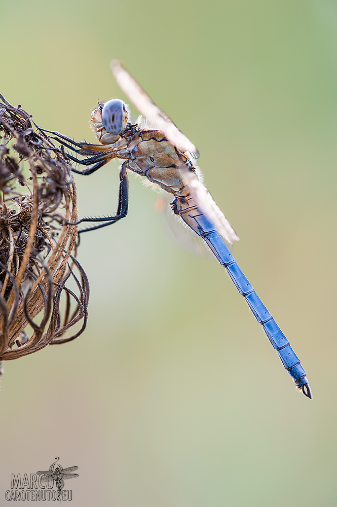 Orthetrum Nitidinerve