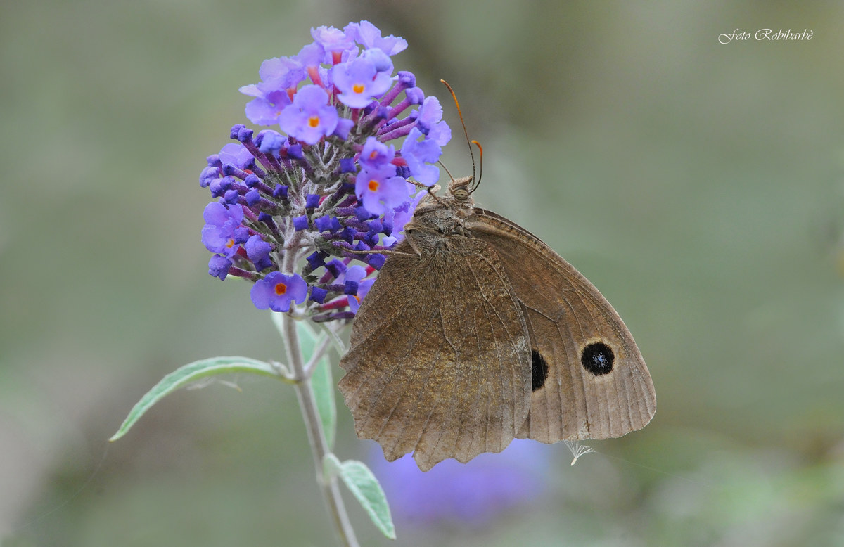 Minois dryas... ad ali chiuse...