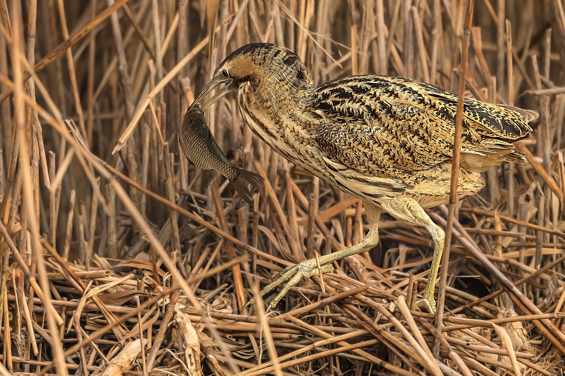 Bittern at breakfast