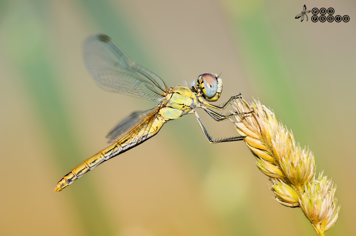 Sympetrum Fonscolombi