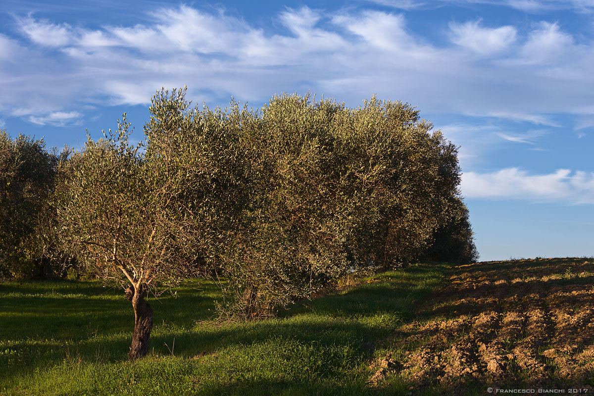 Il giardino degli ulivi