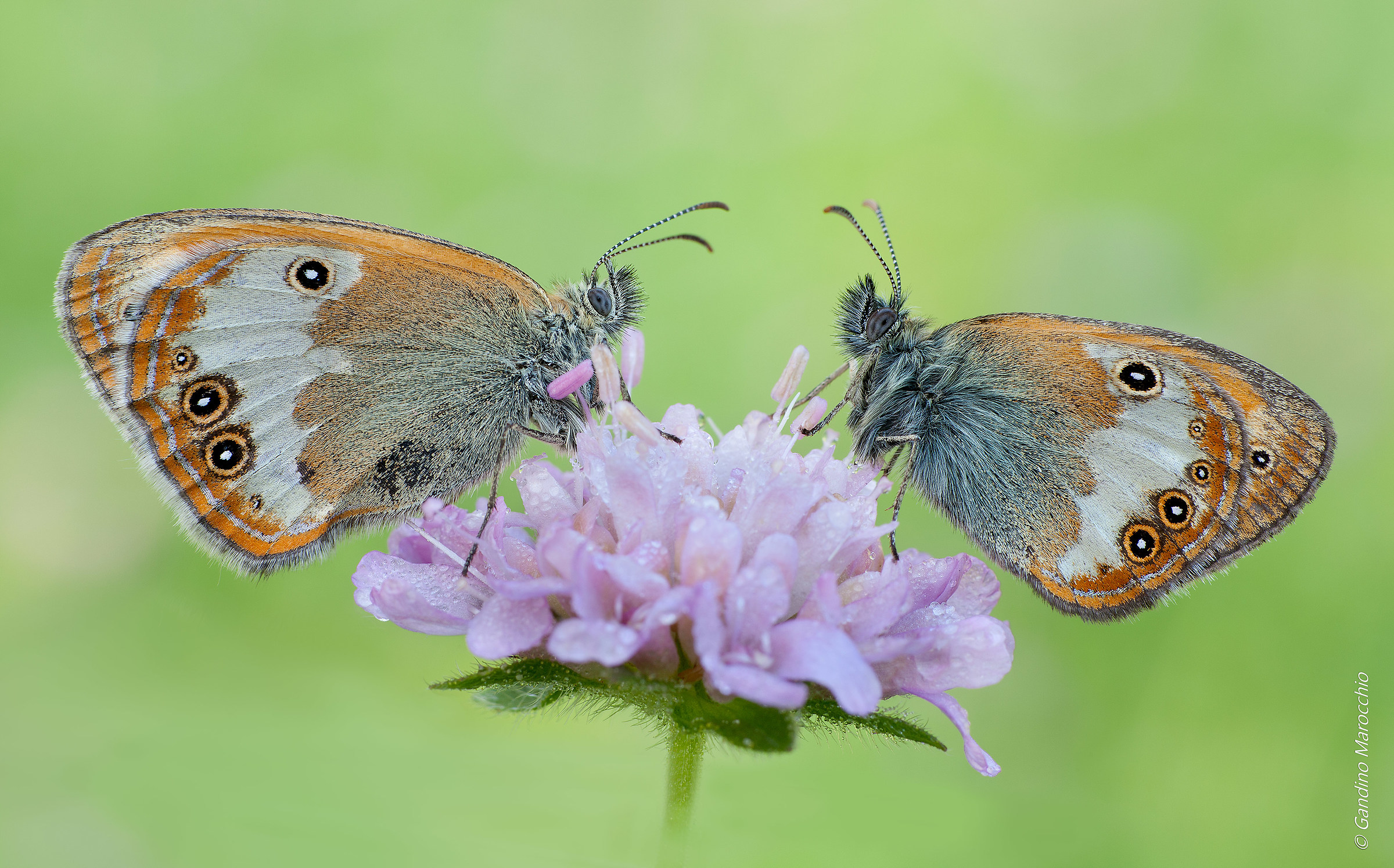Coenonympha Darwiniana