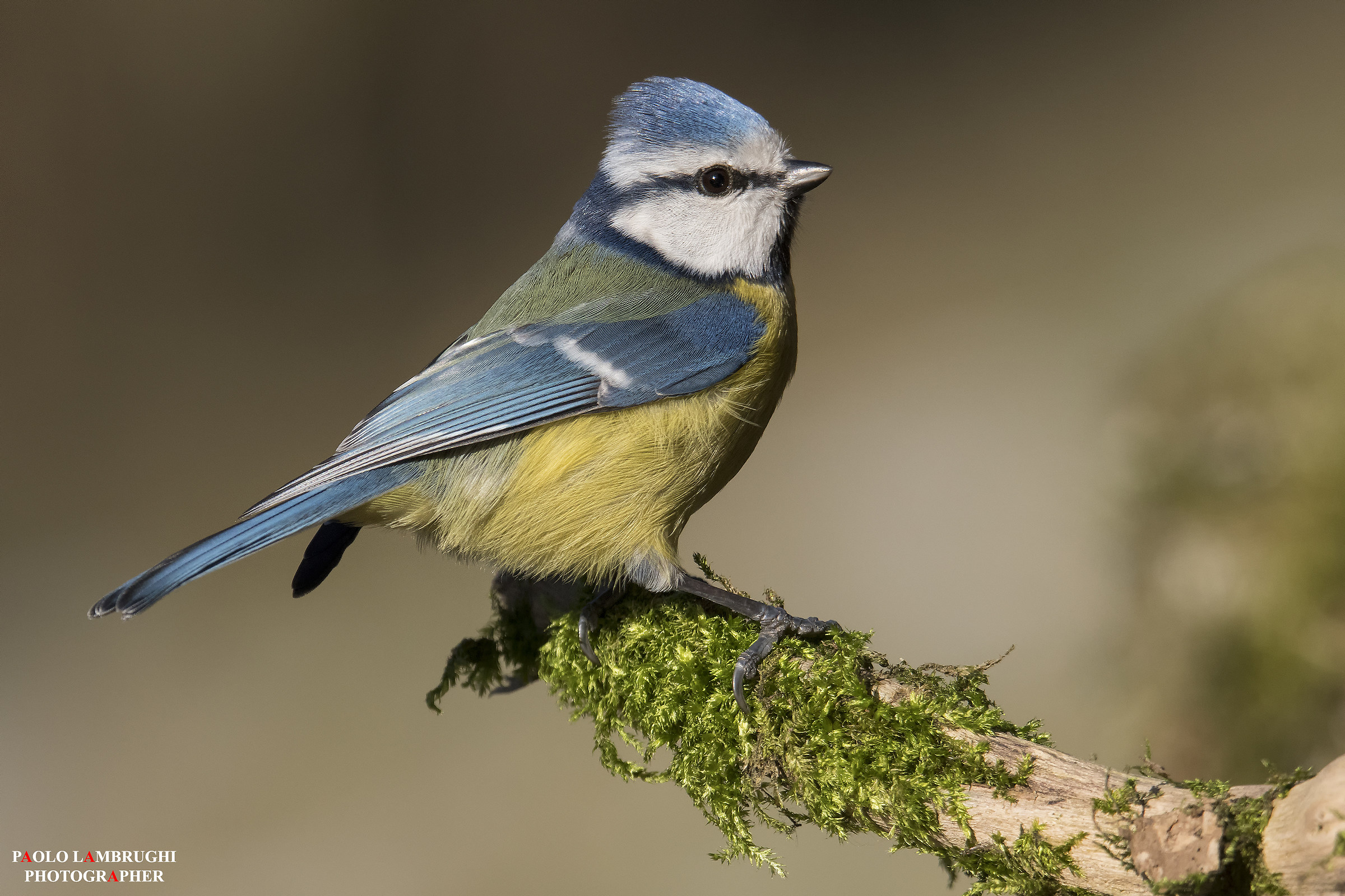 Cinciarella sull'attenti